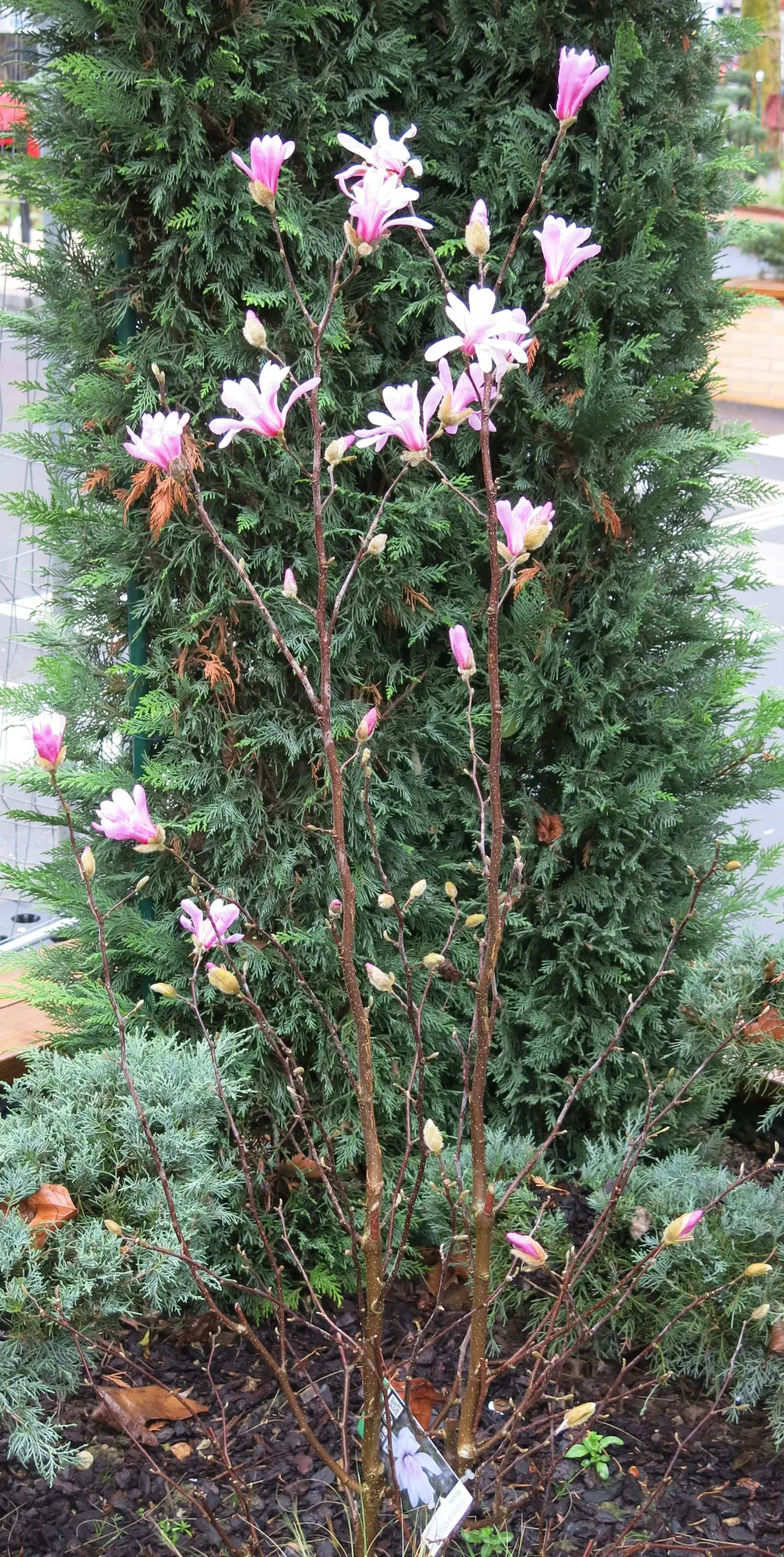 Star Magnolia (Magnolia Stellata) — each with 12-18 slender petals; the leaves are oblong to oval, image 59