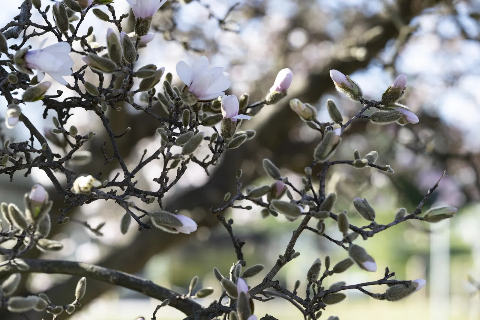 Star Magnolia (Magnolia Stellata) — Star Magnolia (Magnolia stellata) is a deciduous shrub/small tree