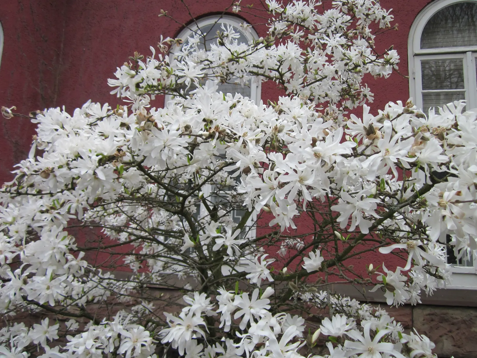 Star Magnolia (Magnolia Stellata) — creating a striking display against the bare branches; or even as a border plant