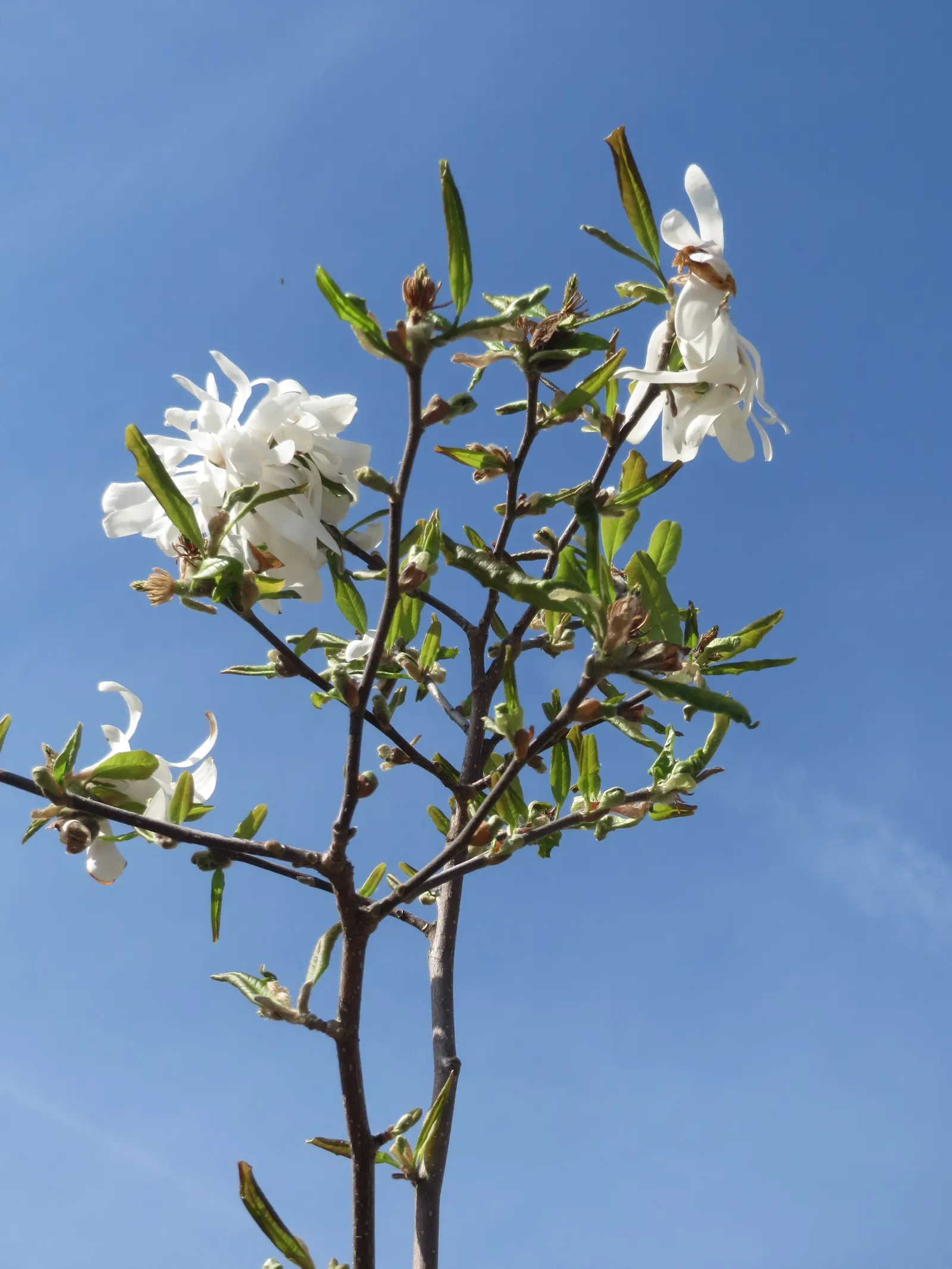 Star Magnolia (Magnolia Stellata) — this slow-growing deciduous shrub or small tree can reach a mature height of 15 to 20 feet