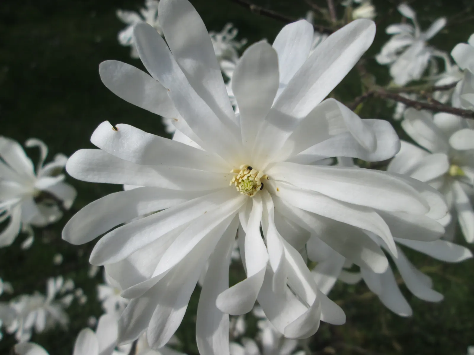 Star Magnolia (Magnolia Stellata) — acidic to neutral soil that is rich in organic matter; or even as a border plant