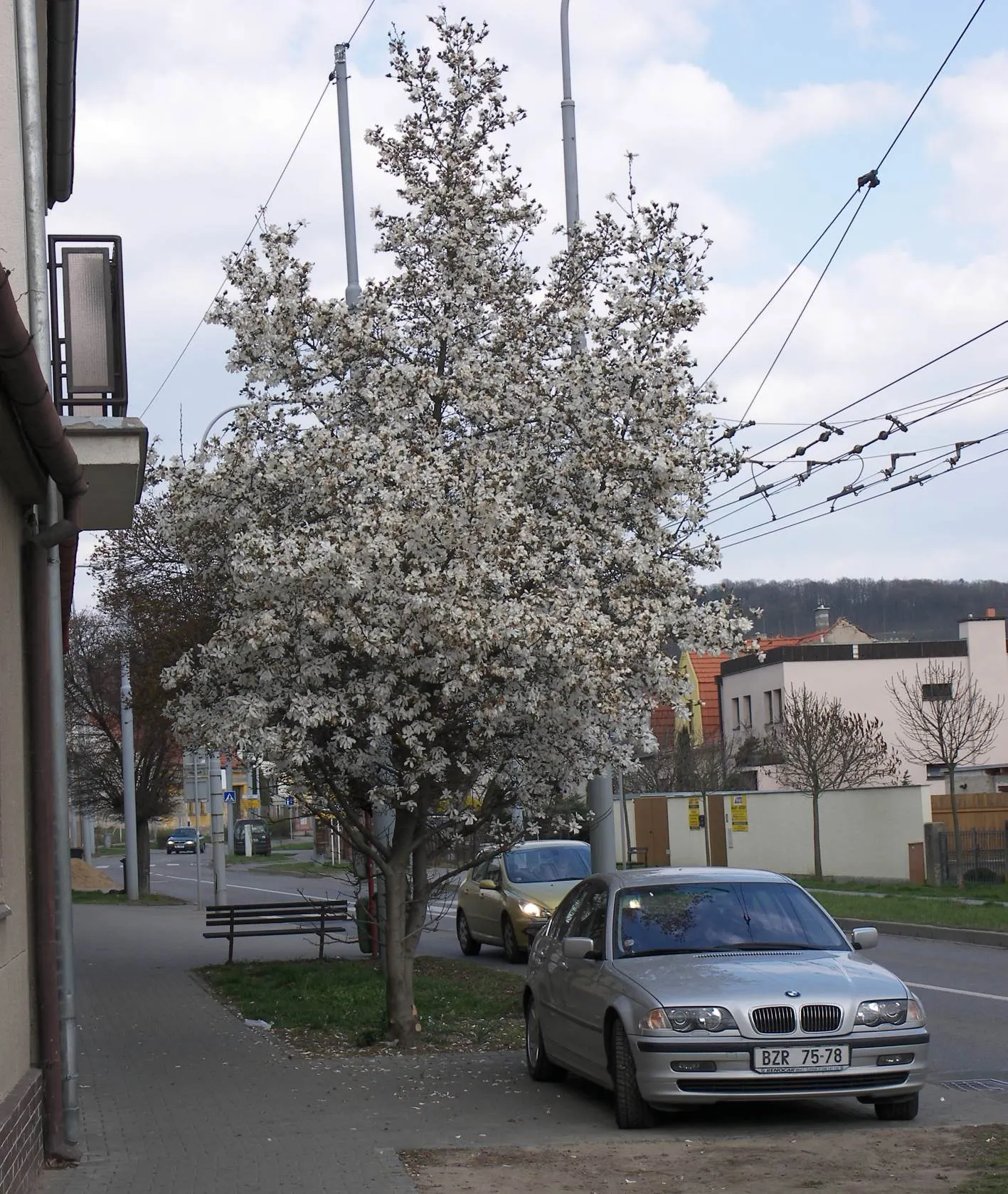 Star Magnolia (Magnolia Stellata) — The flowers exhibit a slight fragrance and span up to 4 inches across; typically reaching 15-20 feet in height with a