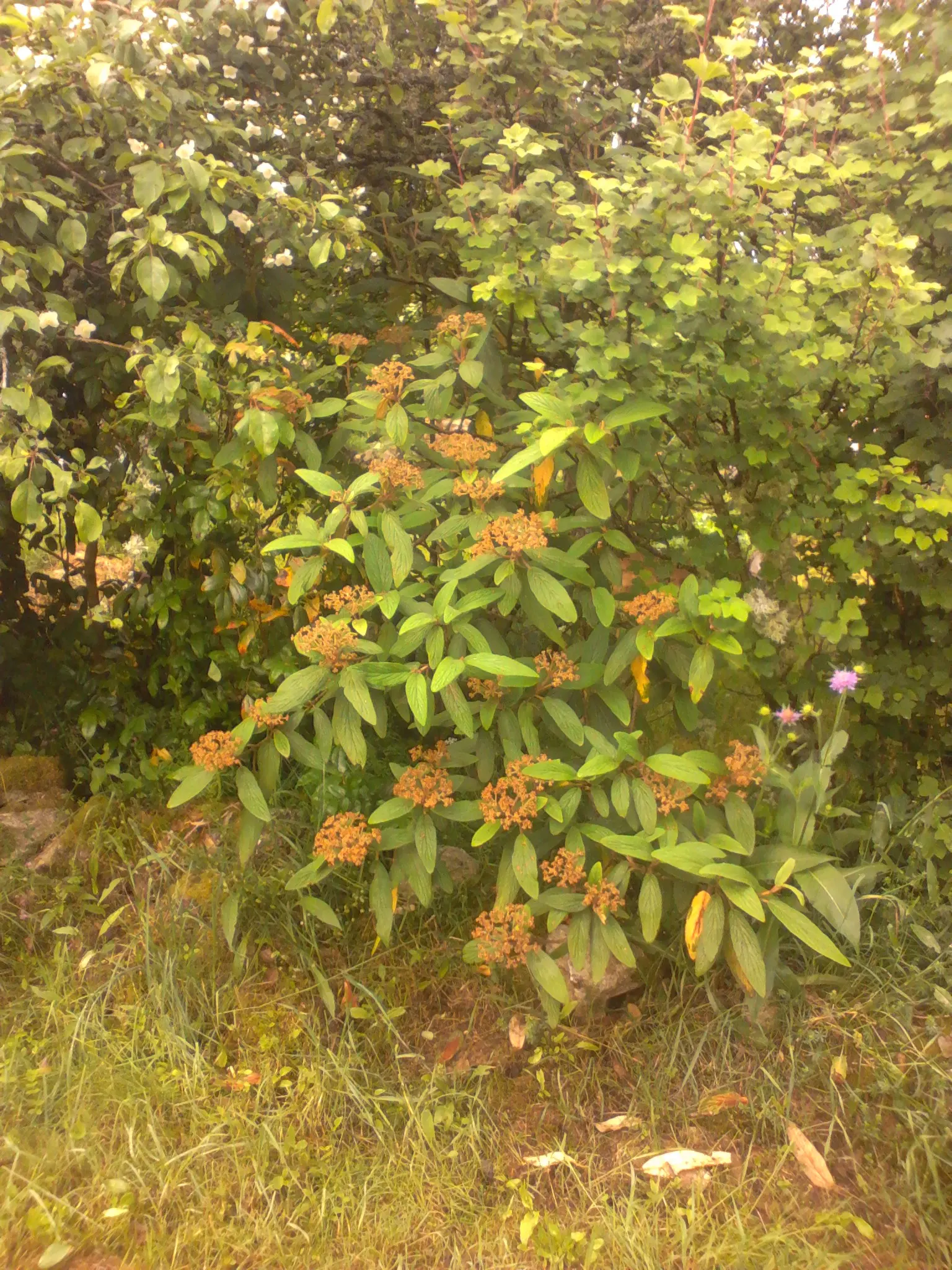 Leatherleaf Viburnum (Viburnum Rhytidophyllum) — Leatherleaf Viburnum is a robust evergreen shrub displaying deeply veined