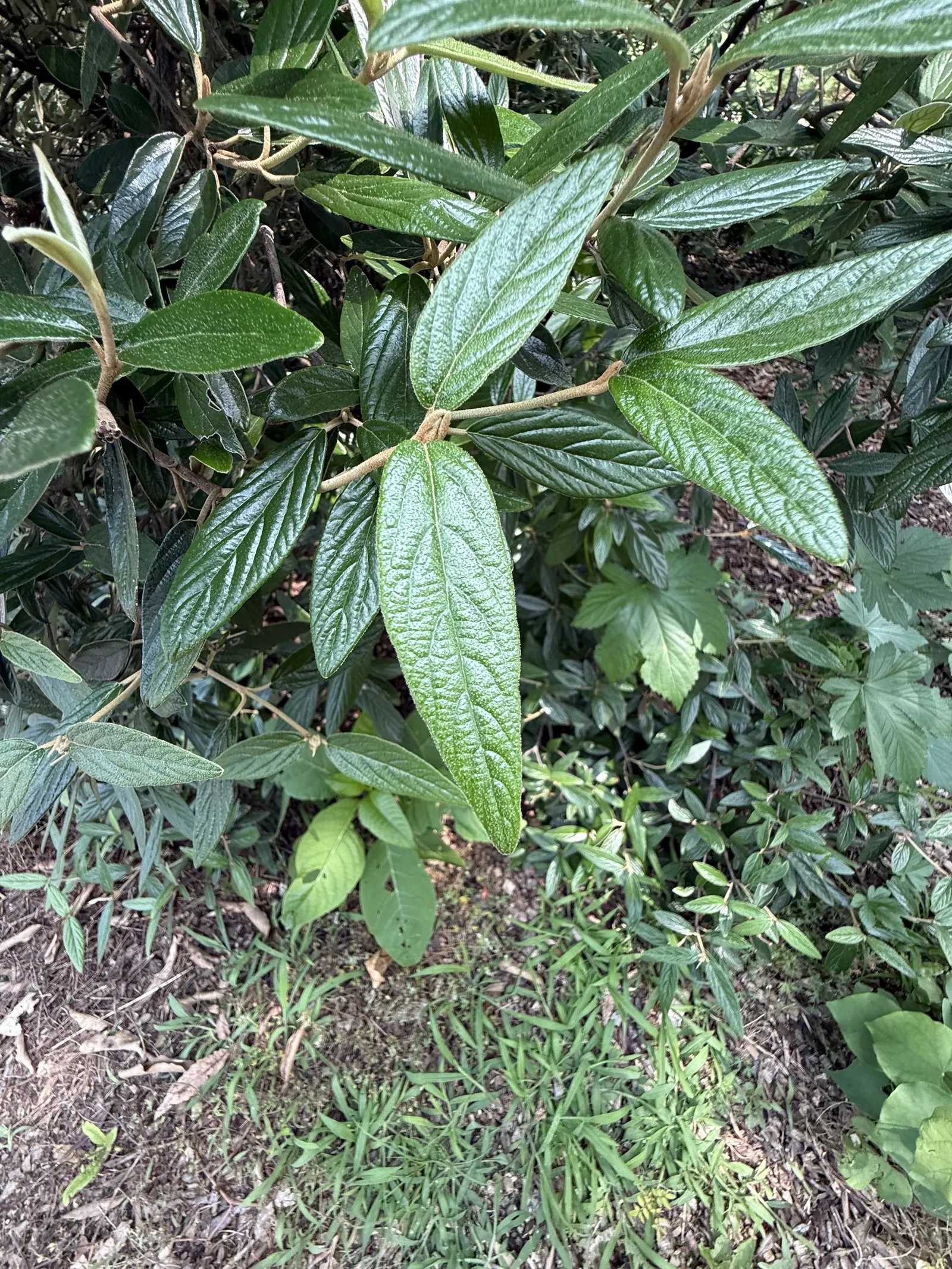 Leatherleaf Viburnum (Viburnum Rhytidophyllum) — it's an excellent choice for hedges