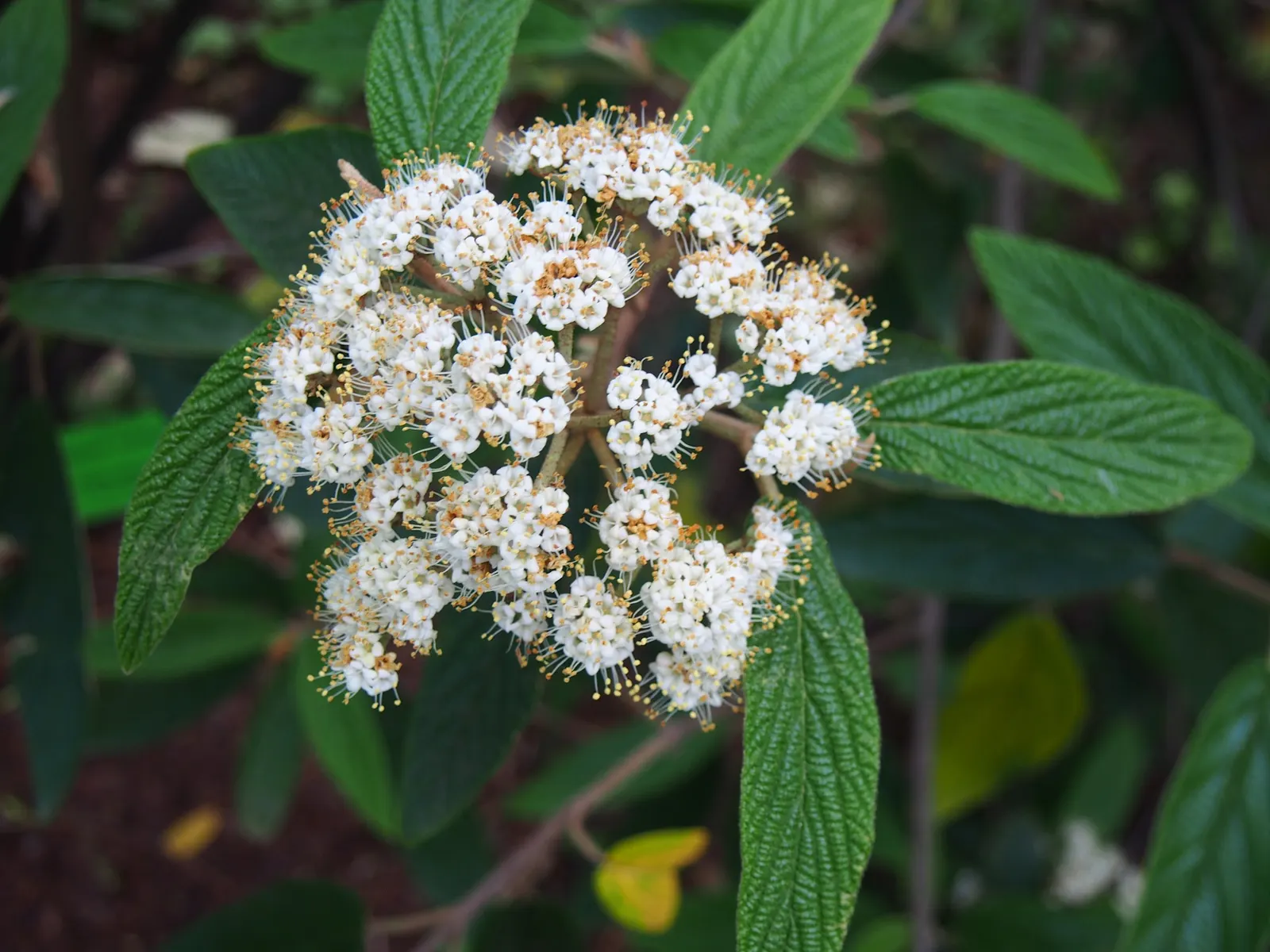 Leatherleaf Viburnum (Viburnum Rhytidophyllum) — shrub for full or half or shade; or as part of a mixed border