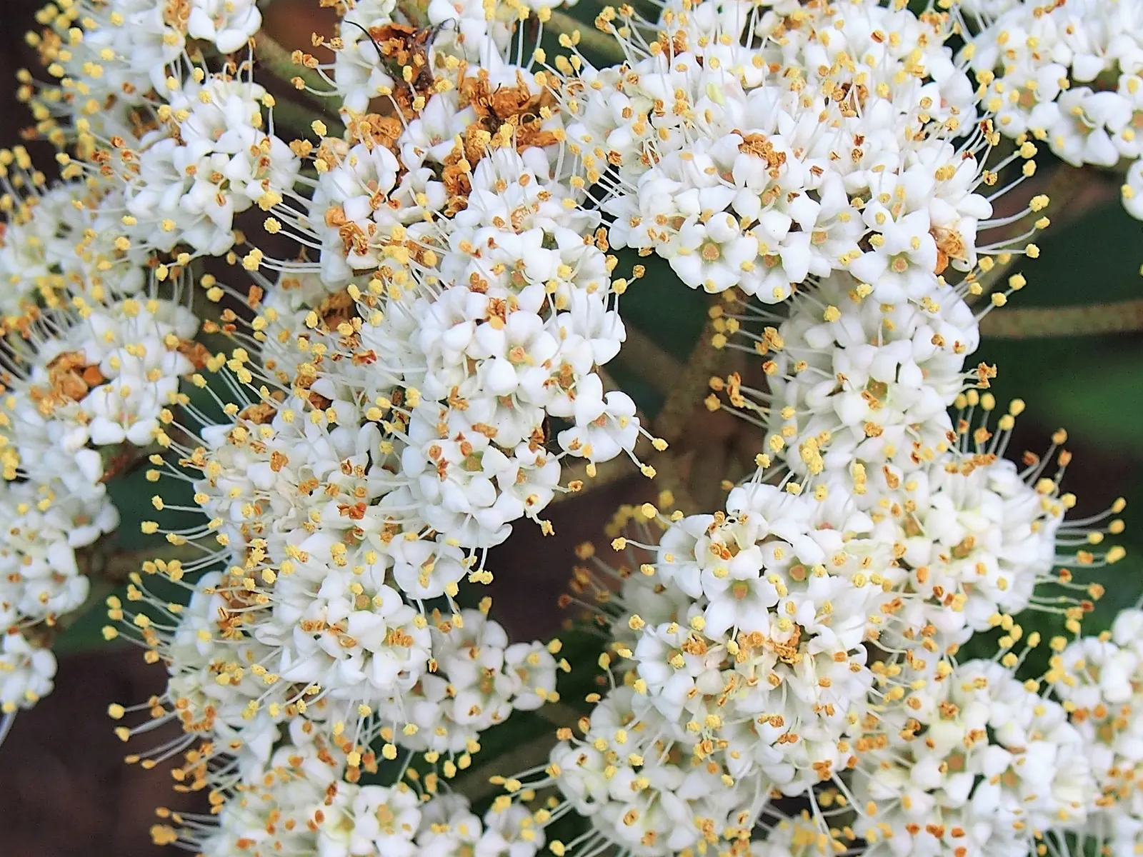 Leatherleaf Viburnum (Viburnum Rhytidophyllum) — white flowers in the garden
