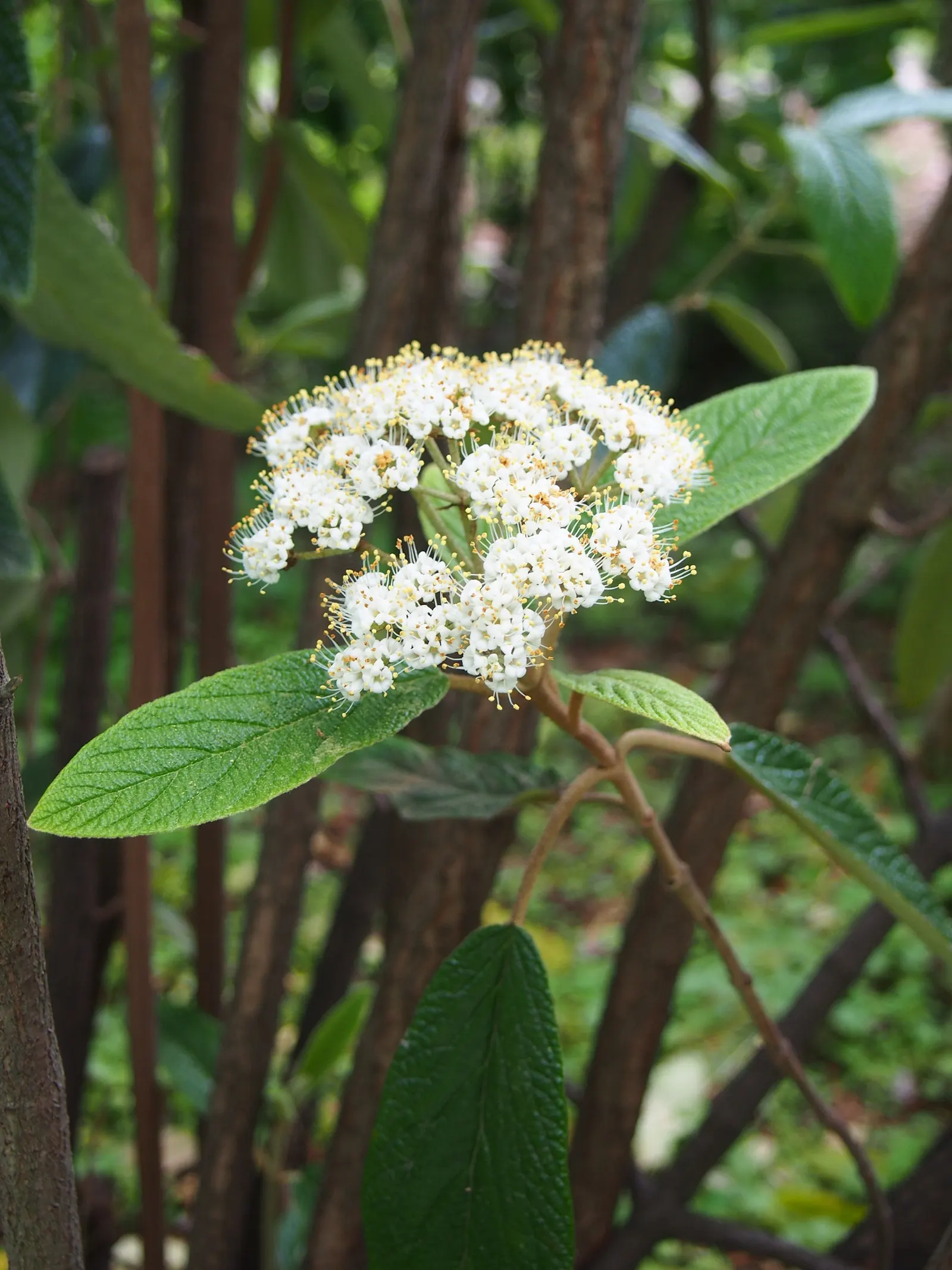 Leatherleaf Viburnum (Viburnum Rhytidophyllum) — offering a source of food for birds and a visual treat for garden visitors