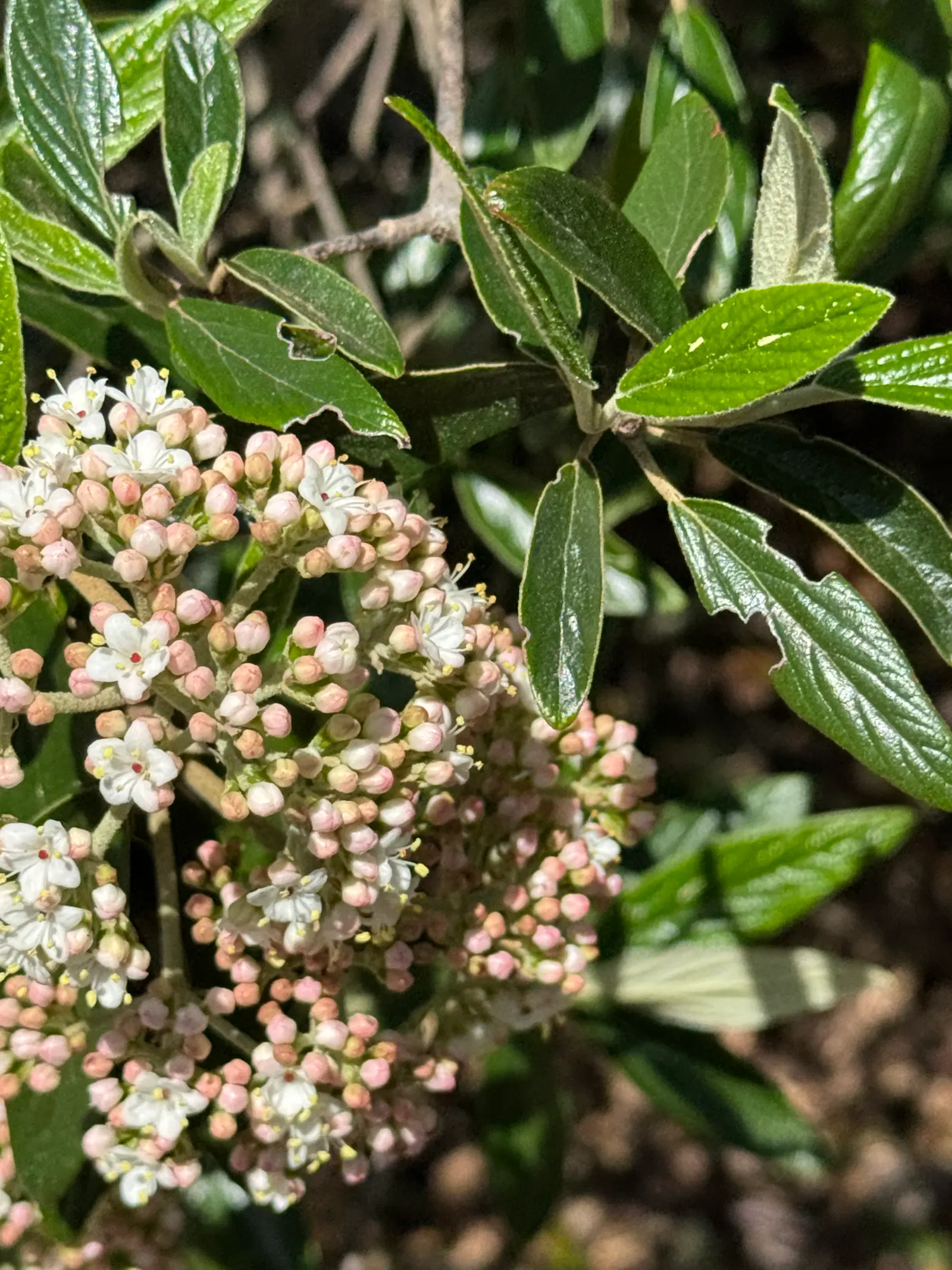 Leatherleaf Viburnum (Viburnum Rhytidophyllum) — is a commendable addition to any landscape design; scientifically known as Viburnum rhytidophyllum