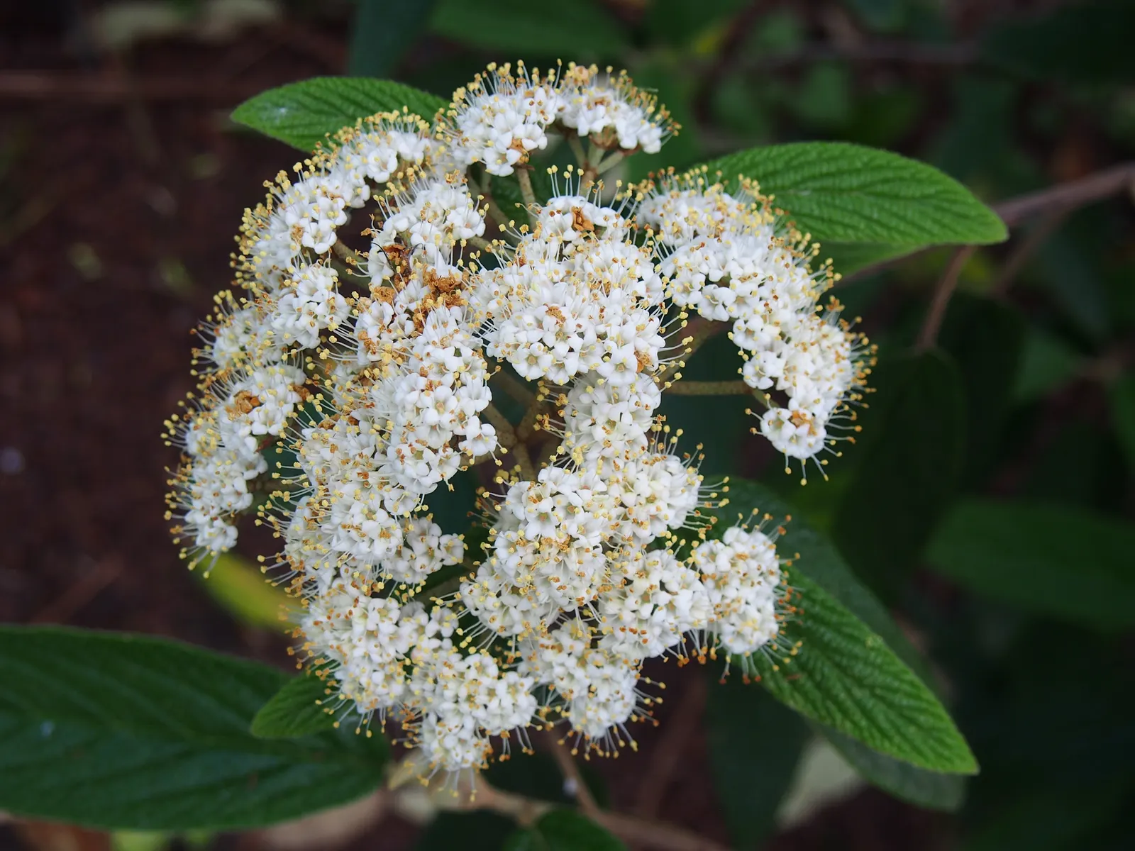 Leatherleaf Viburnum (Viburnum Rhytidophyllum) — it can be planted as a specimen; though it favors well-drained conditions.<br><br>For an impactful design