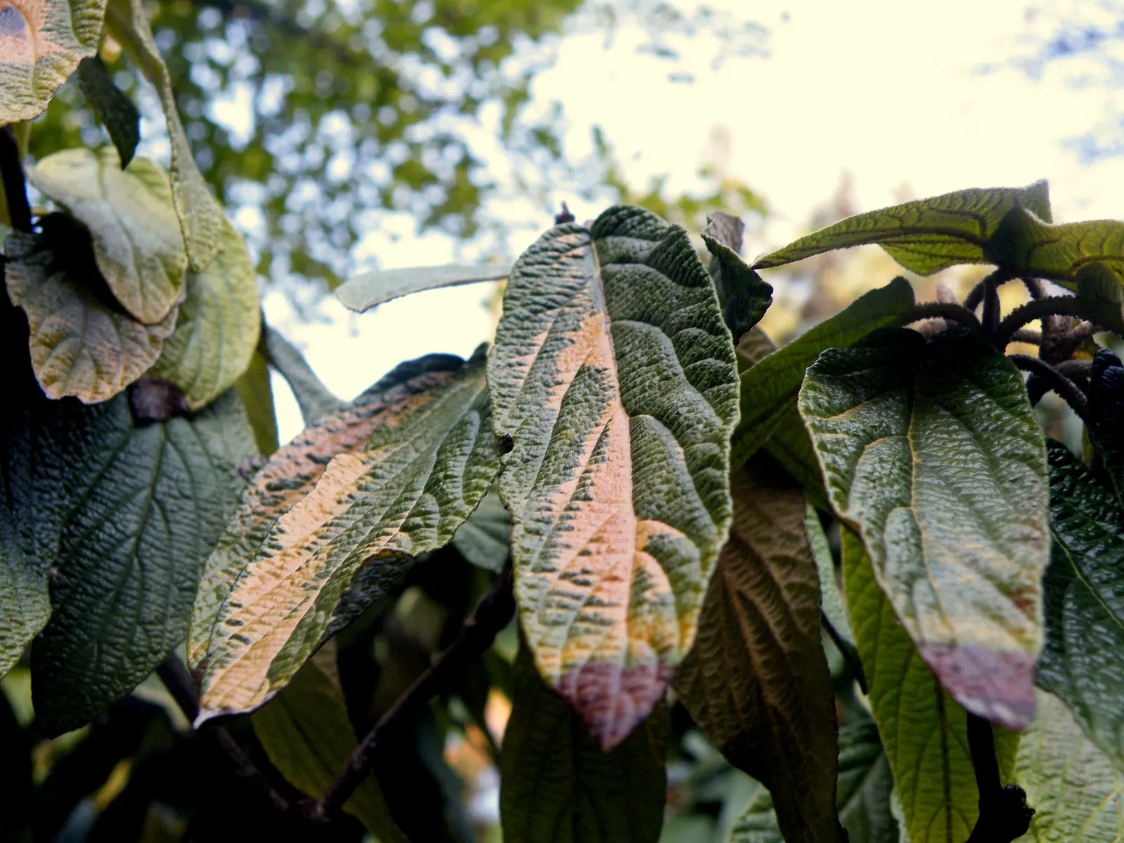 Leatherleaf Viburnum (Viburnum Rhytidophyllum) — which possess a leathery texture; mature size reaches around 6-10 feet tall and wide