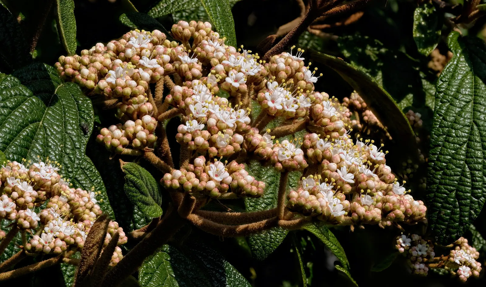 Leatherleaf Viburnum (Viburnum Rhytidophyllum) — white flowers in the garden; is a commendable addition to any landscape design