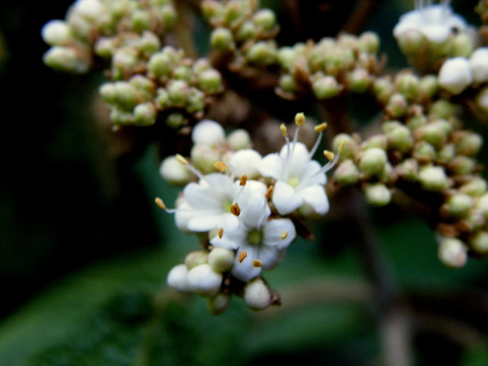 Leatherleaf Viburnum (Viburnum Rhytidophyllum) — the Leatherleaf Viburnum provides a year-round backdrop of lush foliage