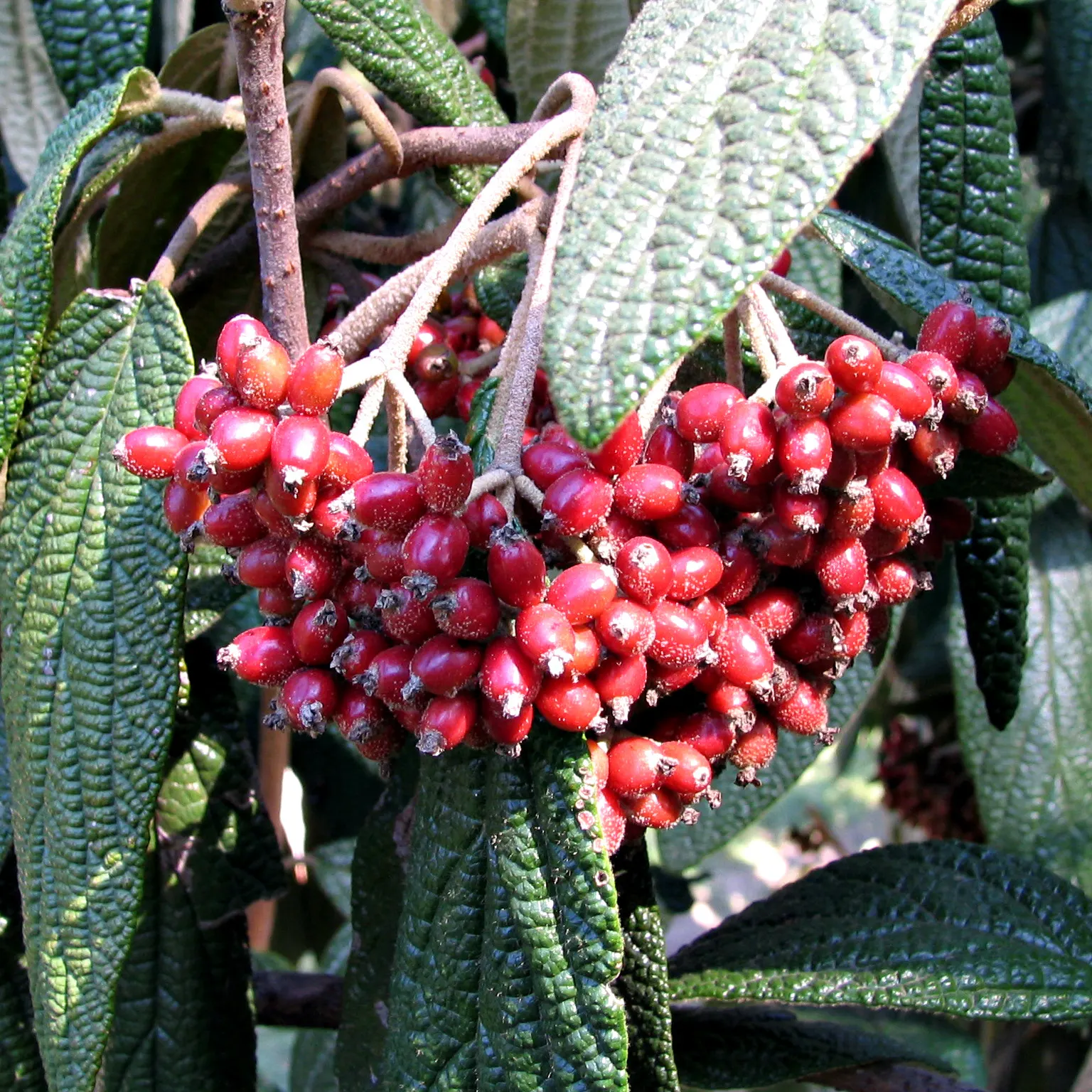 Leatherleaf Viburnum (Viburnum Rhytidophyllum) — it's an excellent choice for hedges; the Leatherleaf Viburnum provides a year-round backdrop of lush foliage