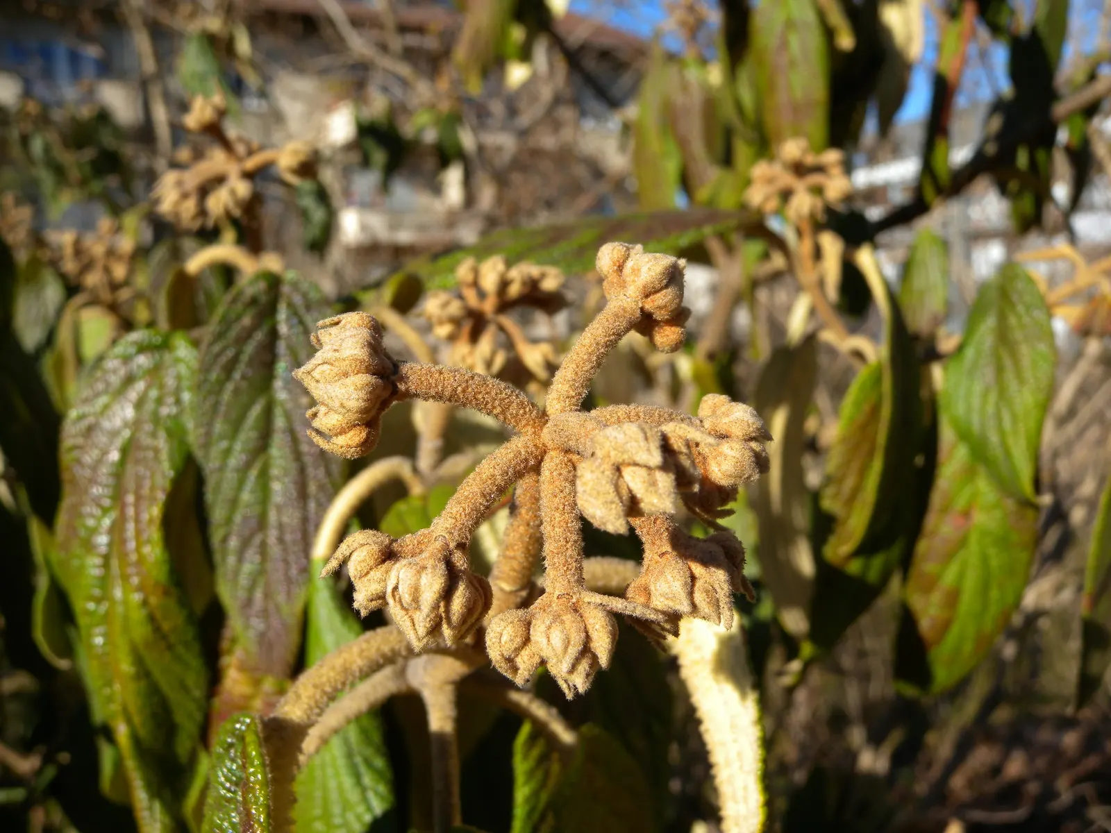 Leatherleaf Viburnum (Viburnum Rhytidophyllum) — Berries turn red to black when ripe, attracting birds