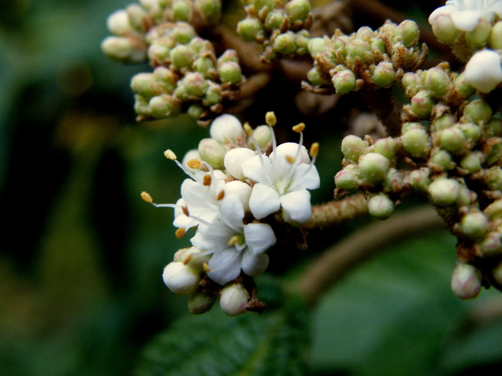Leatherleaf Viburnum (Viburnum Rhytidophyllum) — Mature size reaches around 6-10 feet tall and wide; offering a source of food for birds and a visual treat for