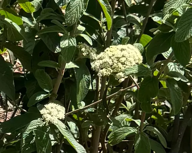 Leatherleaf Viburnum (Viburnum Rhytidophyllum) — which possess a leathery texture