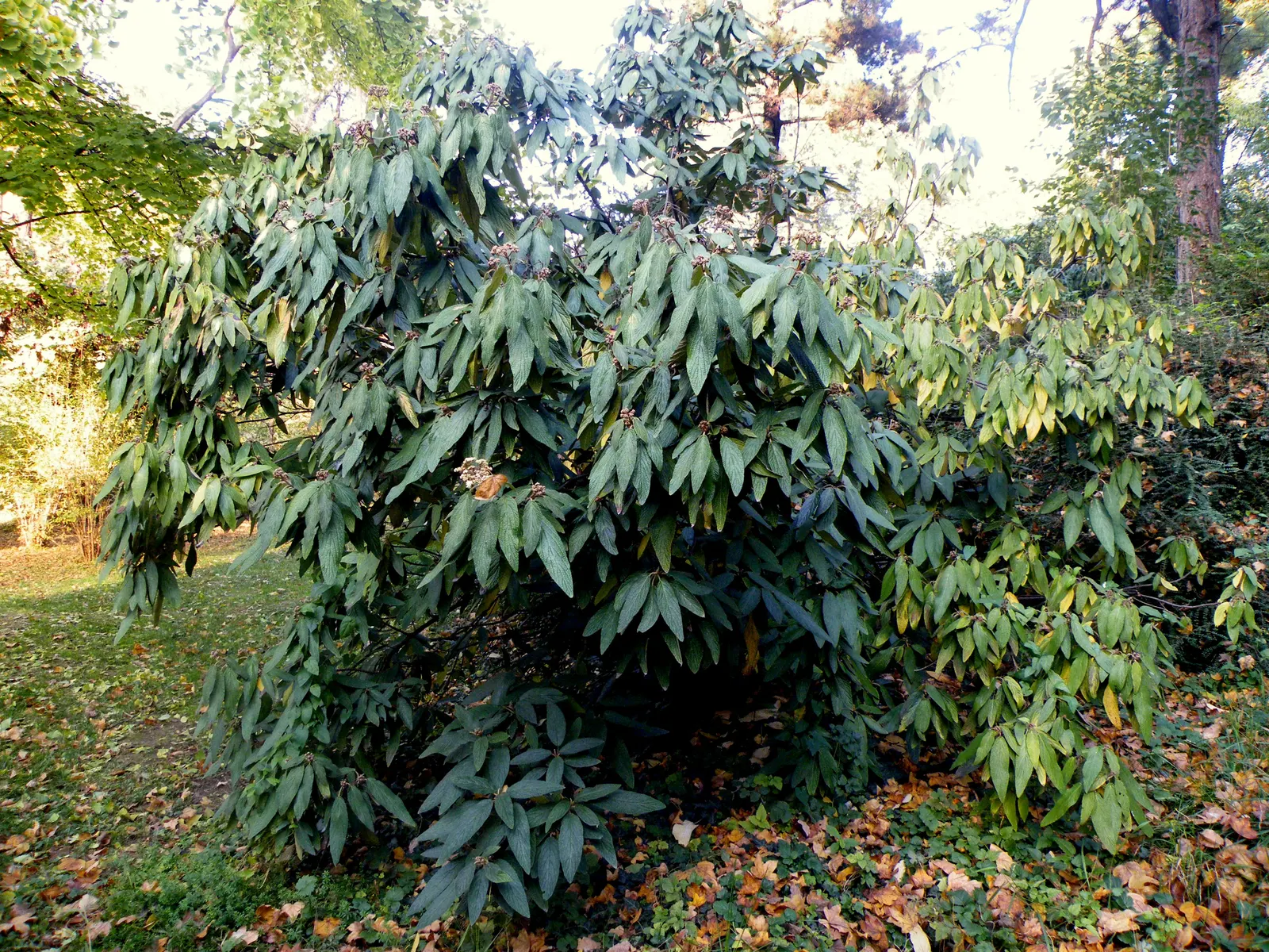 Leatherleaf Viburnum (Viburnum Rhytidophyllum) — scientifically known as Viburnum rhytidophyllum; leatherleaf Viburnum is a robust evergreen shrub, image 60