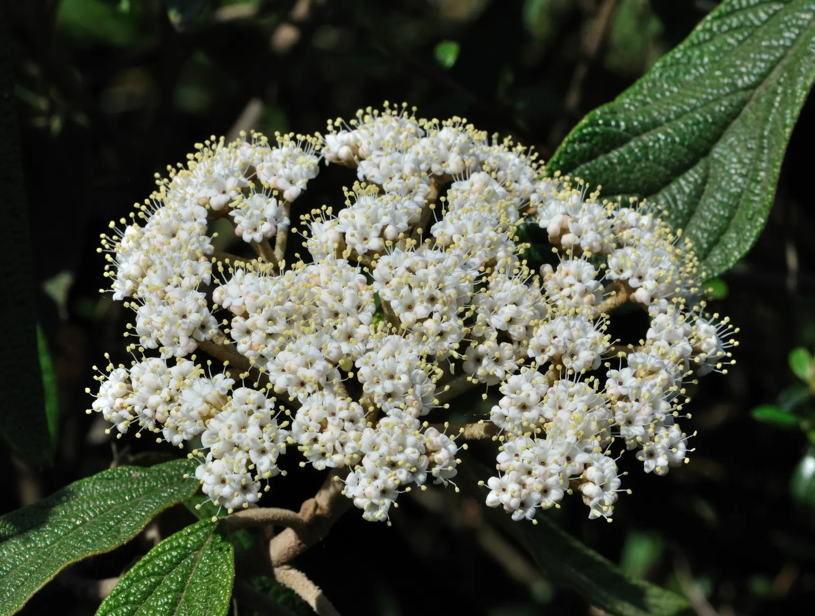 Leatherleaf Viburnum (Viburnum Rhytidophyllum) — is a commendable addition to any landscape design; scientifically known as Viburnum rhytidophyllum, image 61