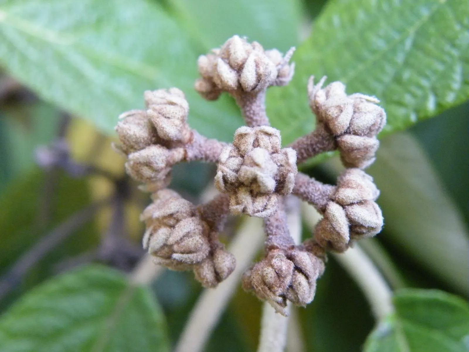 Leatherleaf Viburnum (Viburnum Rhytidophyllum) — Berries turn red to black when ripe, attracting birds; shrub with white blooms, image 56