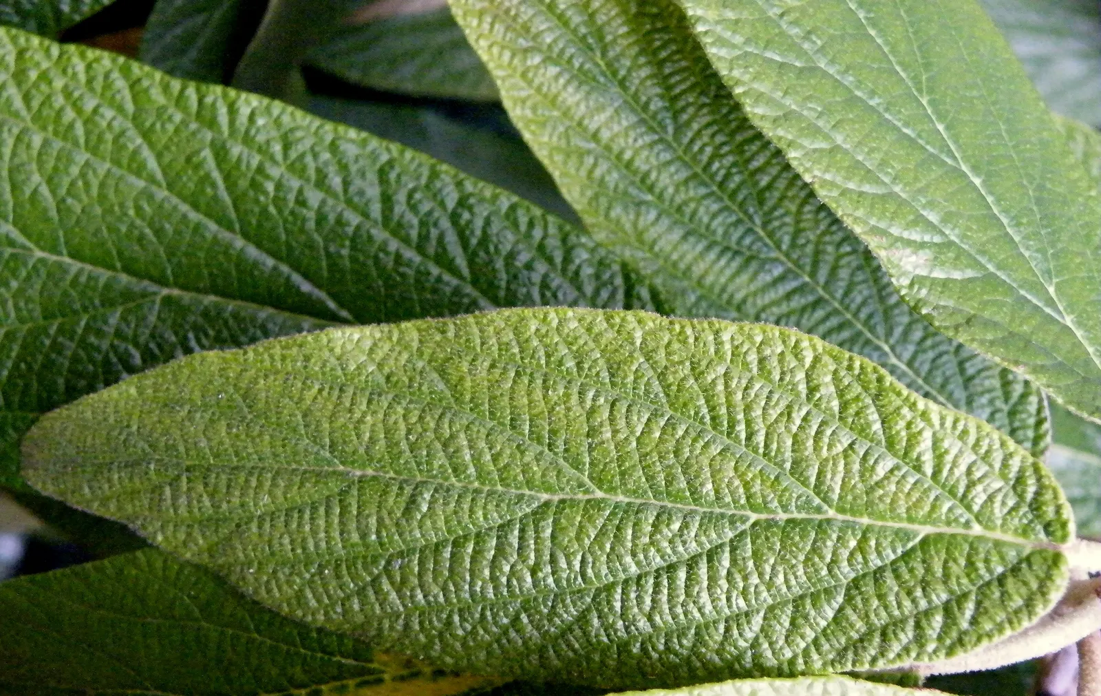 Leatherleaf Viburnum (Viburnum Rhytidophyllum) — typically around 6 to 9 feet.<br><br>Characterized by its deeply veined; it can be planted as a specimen