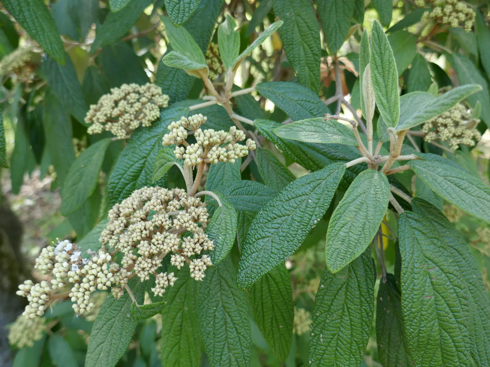Leatherleaf Viburnum (Viburnum Rhytidophyllum) — leathery leaves and creamy white spring flowers; typically around 6 to 9, image 54