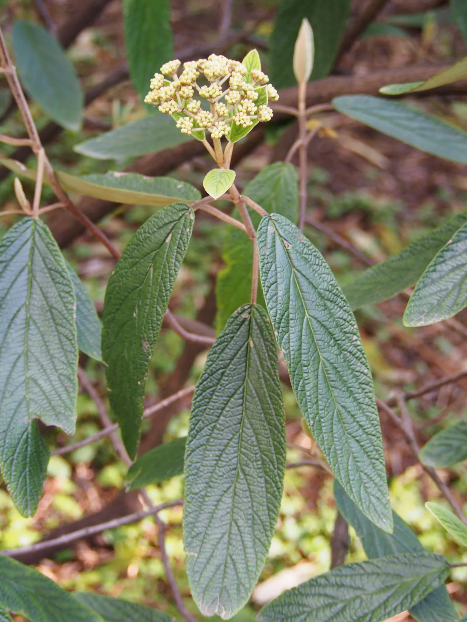 Leatherleaf Viburnum (Viburnum Rhytidophyllum) — measuring up to 4 inches across