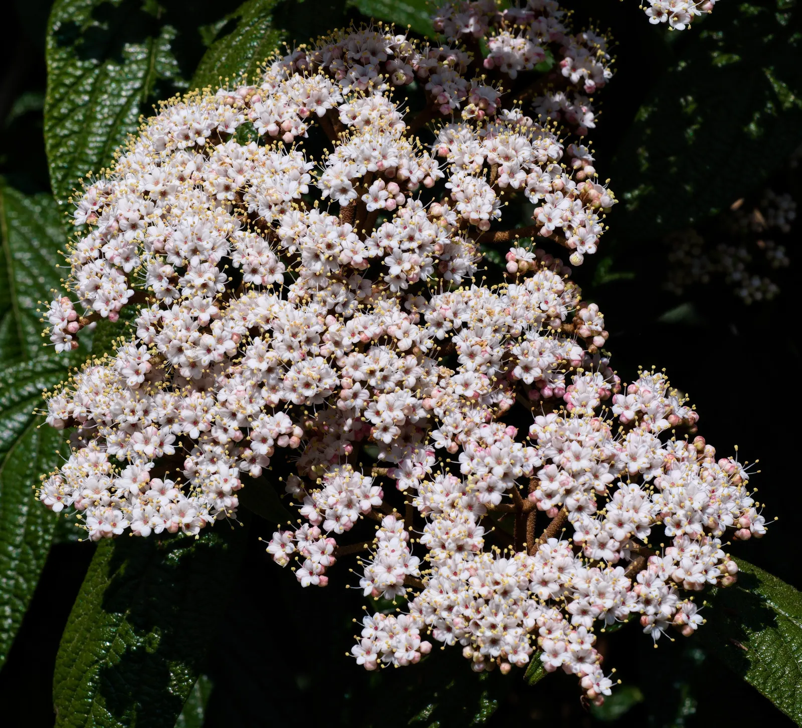 Leatherleaf Viburnum (Viburnum Rhytidophyllum) — it can be planted as a specimen