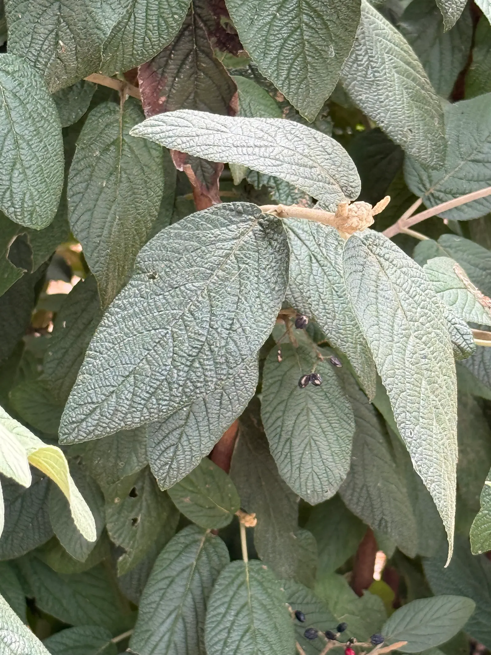 Leatherleaf Viburnum (Viburnum Rhytidophyllum) — cream to white blossoms form in flat-topped clusters