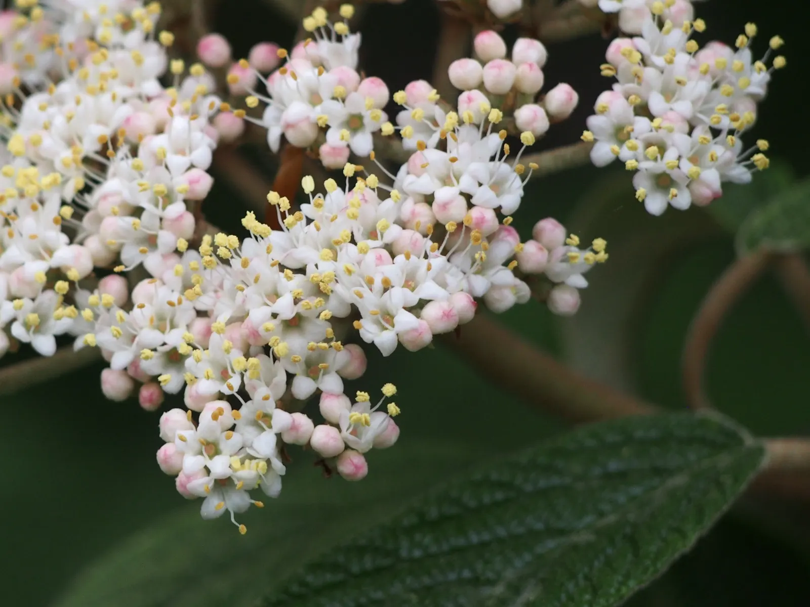 Leatherleaf Viburnum (Viburnum Rhytidophyllum) — offering a source of food for birds and a visual treat for garden visitors; preferring full sun to partial