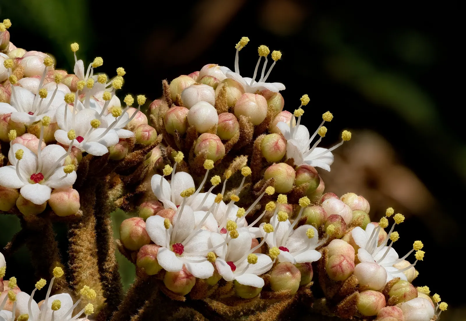 Leatherleaf Viburnum (Viburnum Rhytidophyllum) — leathery leaves and creamy white spring flowers; typically around 6 to 9 feet.<br><br>Characterized by its