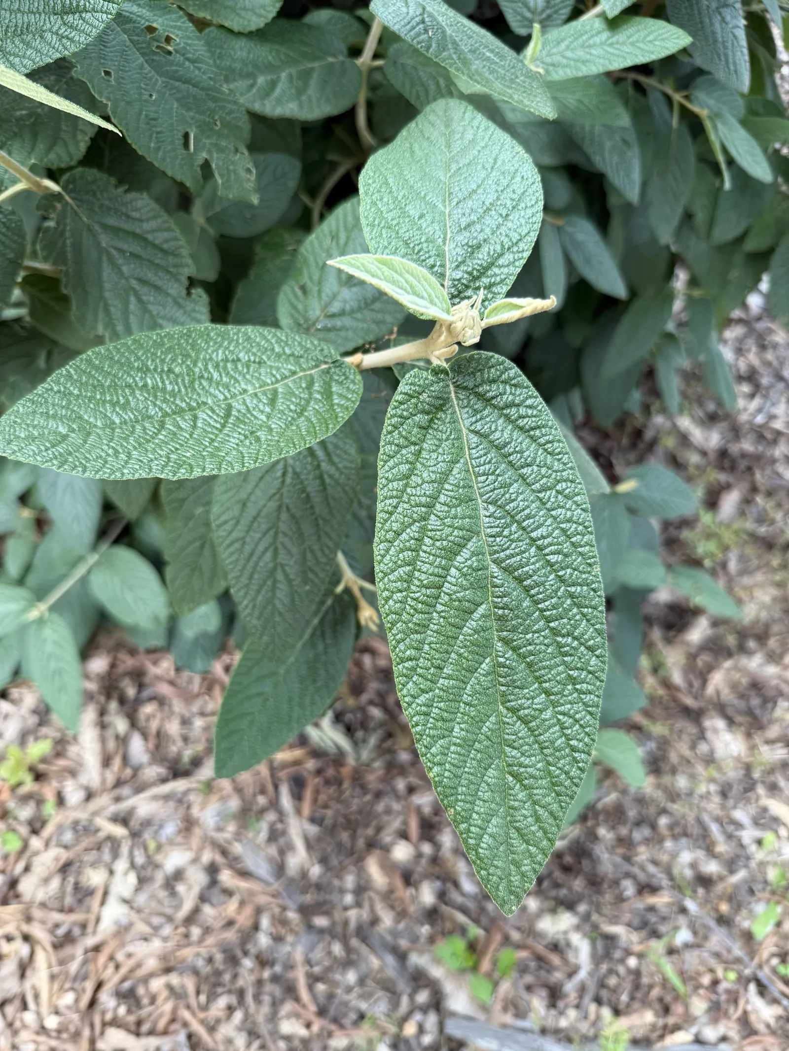 Leatherleaf Viburnum (Viburnum Rhytidophyllum) — Mature size reaches around 6-10 feet tall and wide