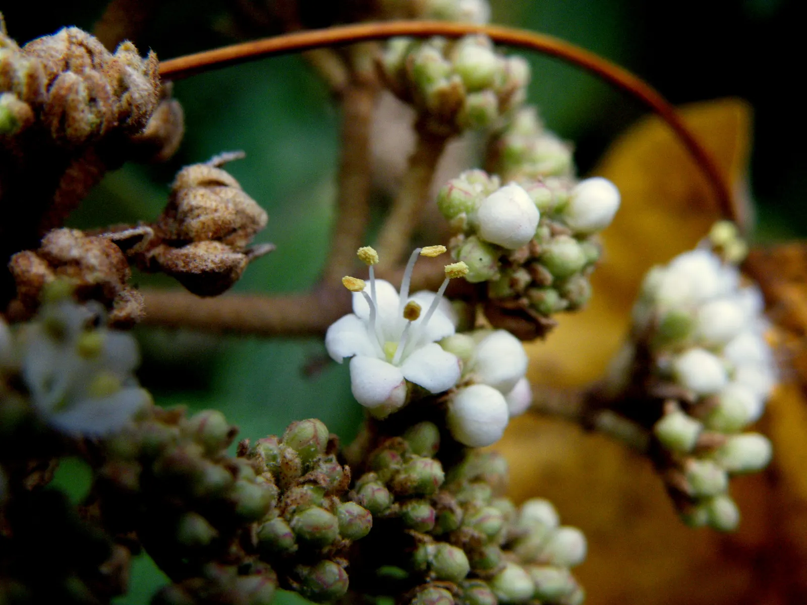 Leatherleaf Viburnum (Viburnum Rhytidophyllum) — typically around 6 to 9 feet.<br><br>Characterized by its deeply veined