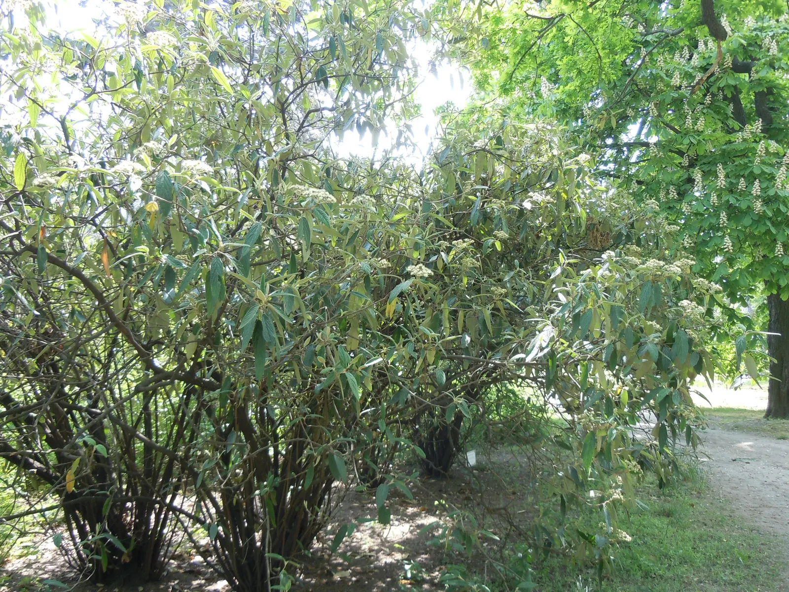 Leatherleaf Viburnum (Viburnum Rhytidophyllum) — Preferring full sun to partial shade