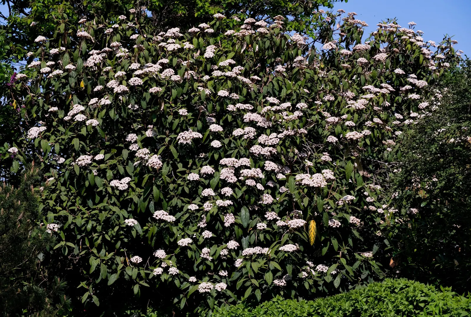 Leatherleaf Viburnum (Viburnum Rhytidophyllum) — offering year-round interest and low maintenance; this Viburnum species adapts well to a variety of soil types