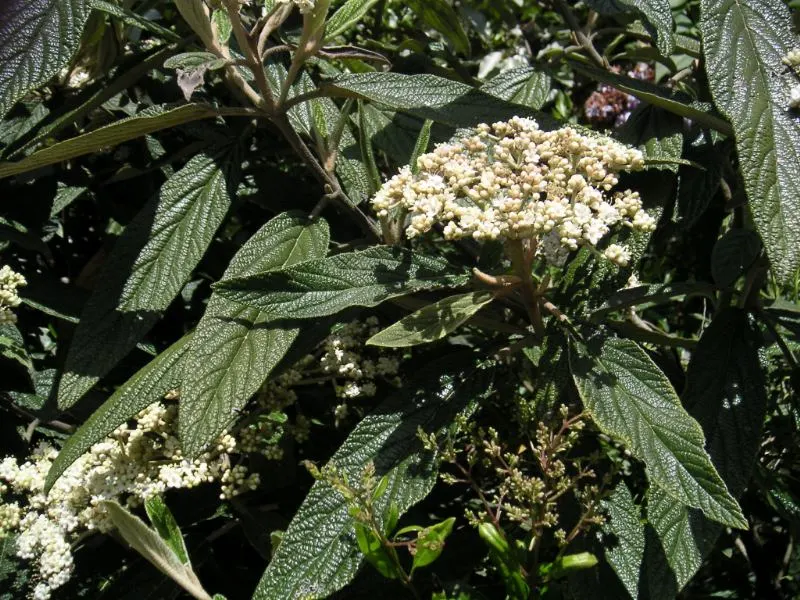 Leatherleaf Viburnum (Viburnum Rhytidophyllum) — Berries turn red to black when ripe, attracting birds; shrub with white blooms