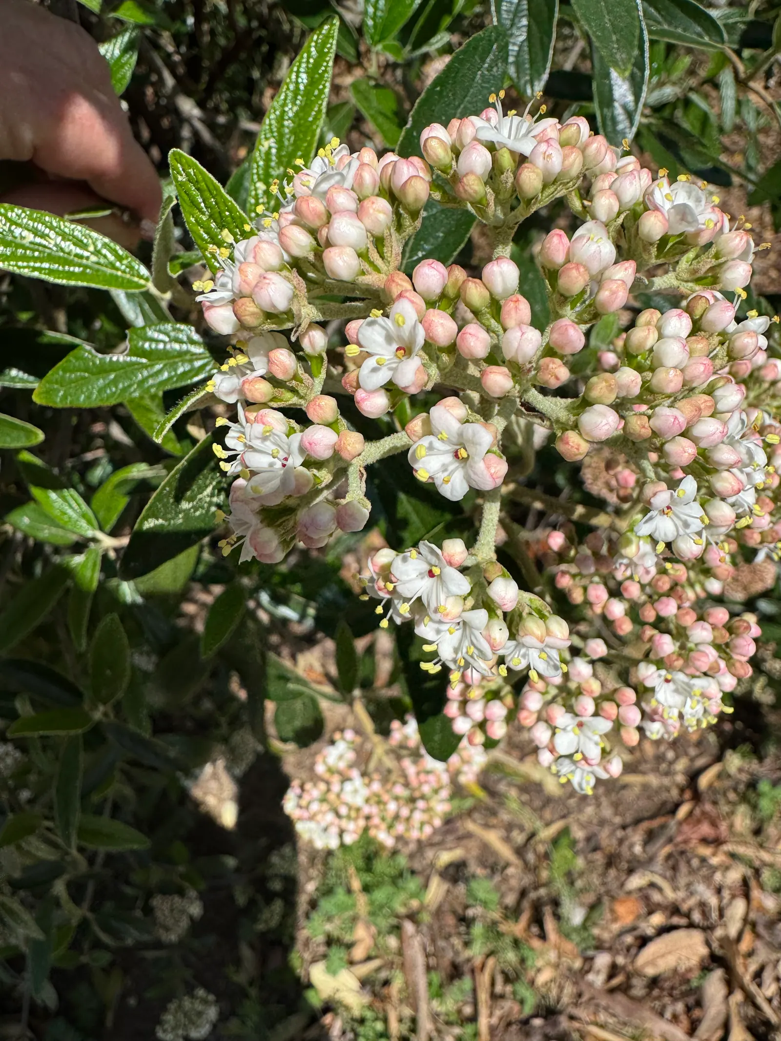 Leatherleaf Viburnum (Viburnum Rhytidophyllum) — offering a blend of visual interest and minimal maintenance