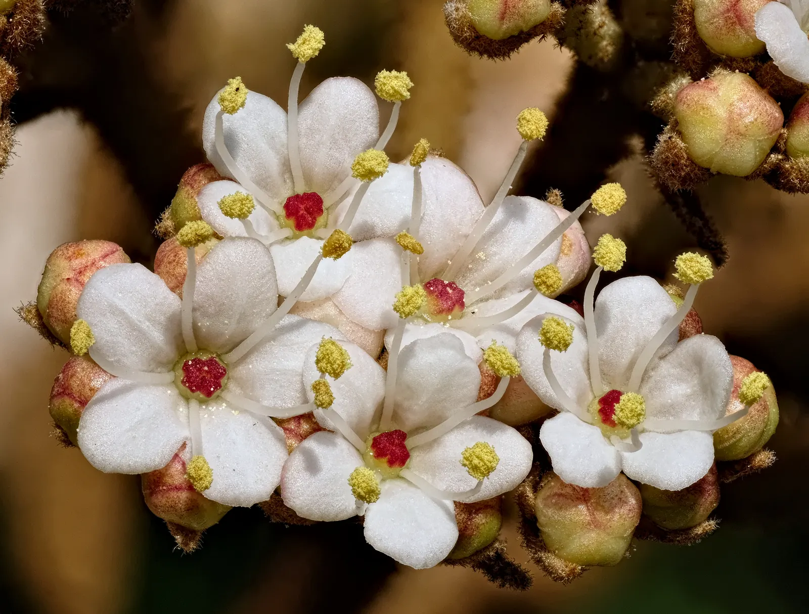 Leatherleaf Viburnum (Viburnum Rhytidophyllum) — scientifically known as Viburnum rhytidophyllum