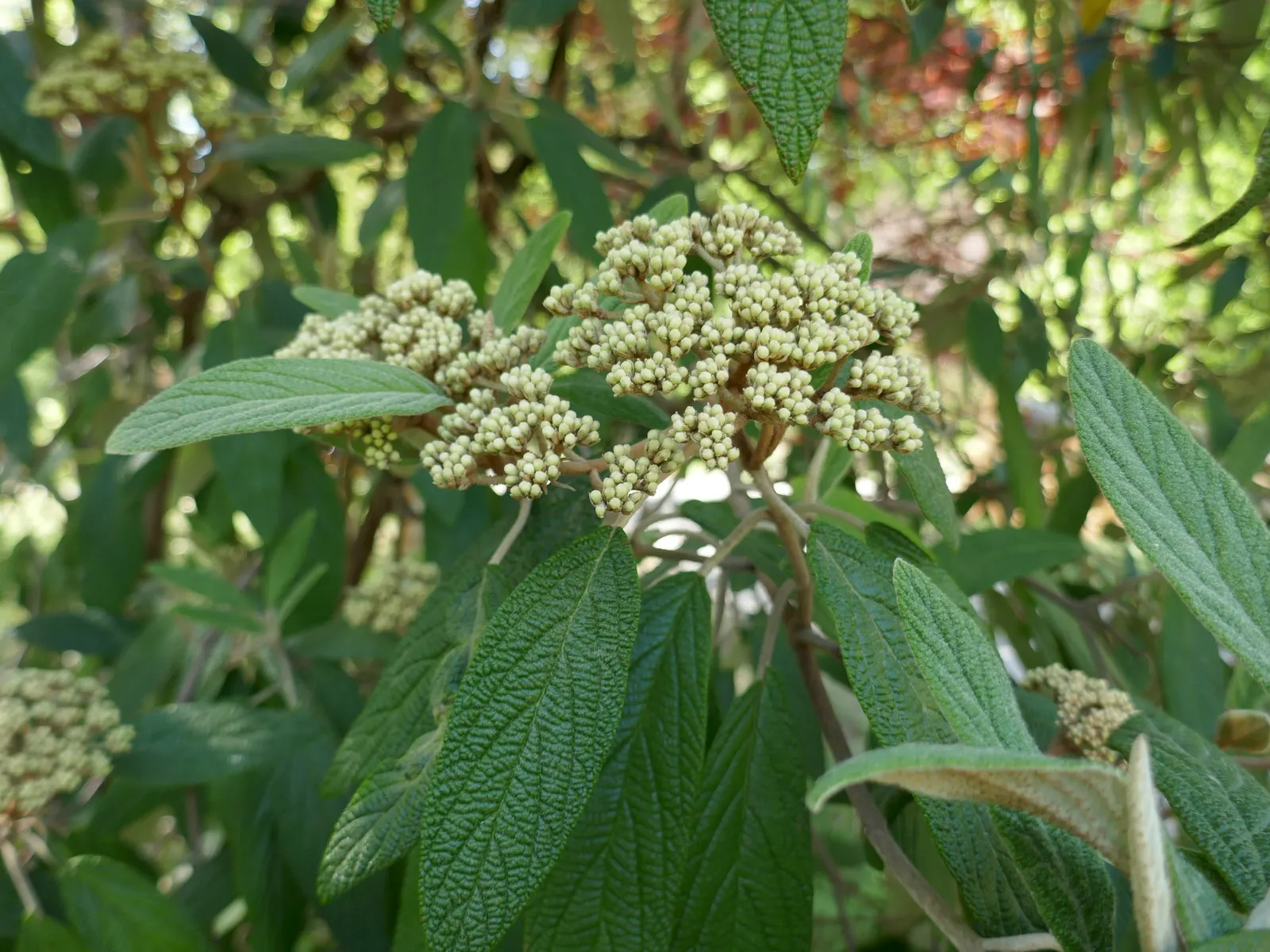 Leatherleaf Viburnum (Viburnum Rhytidophyllum) — offering year-round interest and low maintenance; this Viburnum species adapts well to a variety, image 59