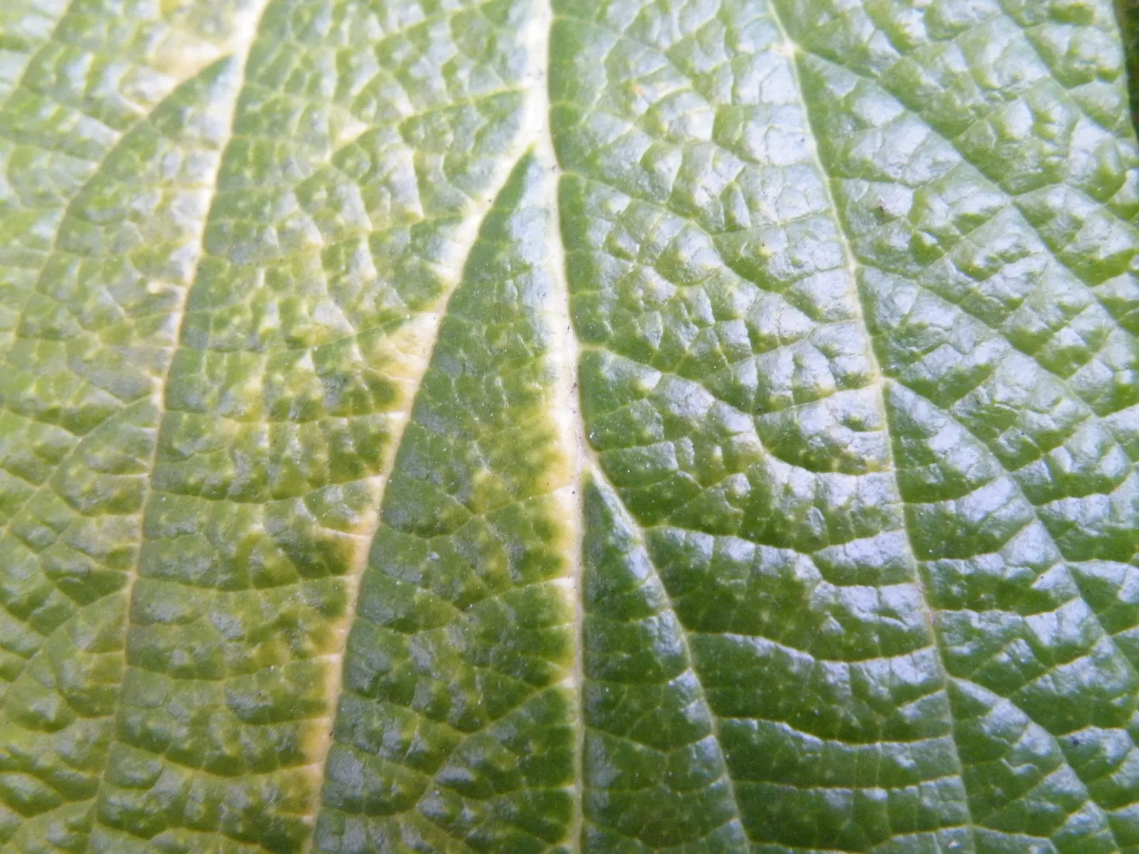 Leatherleaf Viburnum (Viburnum Rhytidophyllum) — Prefers partial to full shade and well-drained soil; it's an excellent choice for hedges, image 57