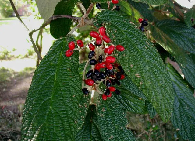 Leatherleaf Viburnum (Viburnum Rhytidophyllum) — this Viburnum species adapts well to a variety of soil types