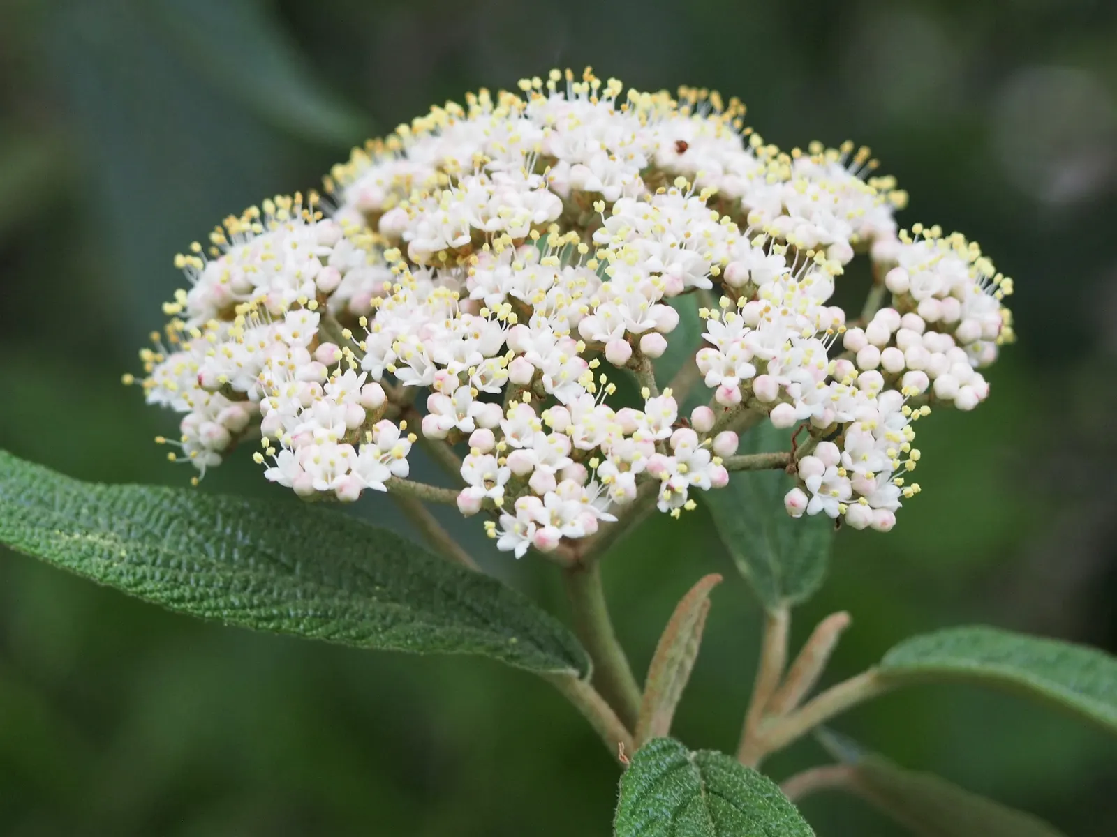 Leatherleaf Viburnum (Viburnum Rhytidophyllum) — The leaves can grow up to 4 inches long and maintain their integrity throughout the season; the plant
