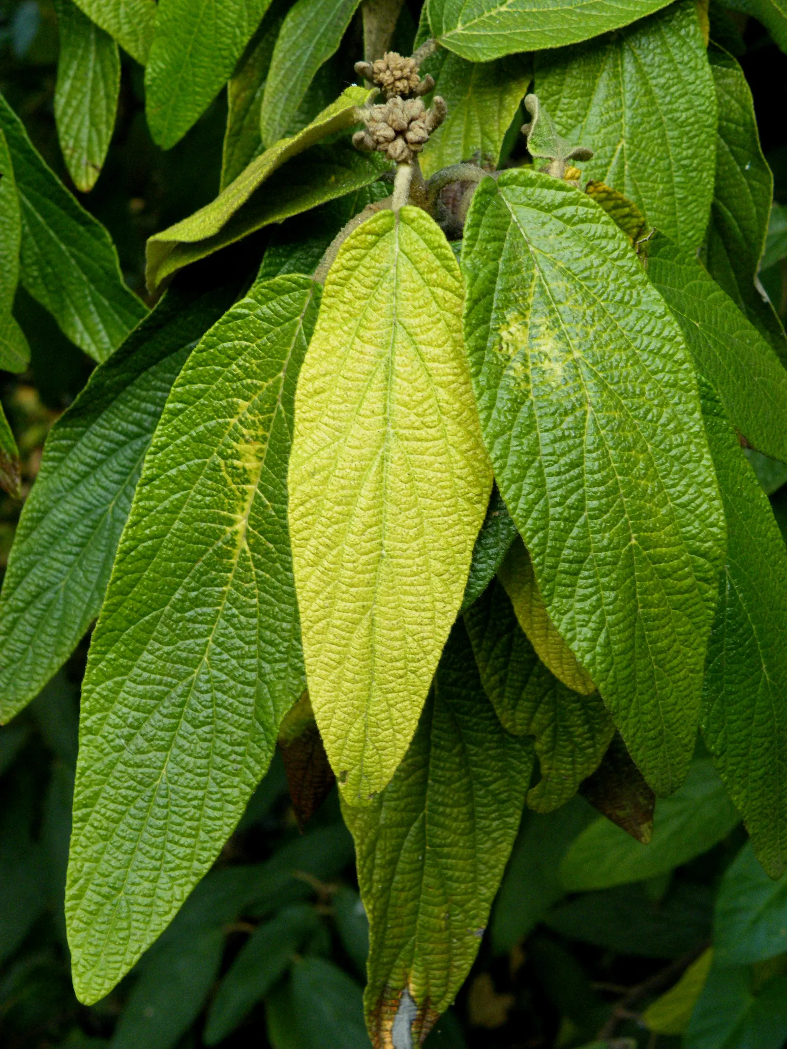 Leatherleaf Viburnum (Viburnum Rhytidophyllum) — Prefers partial to full shade and well-drained soil; it's an excellent choice for hedges