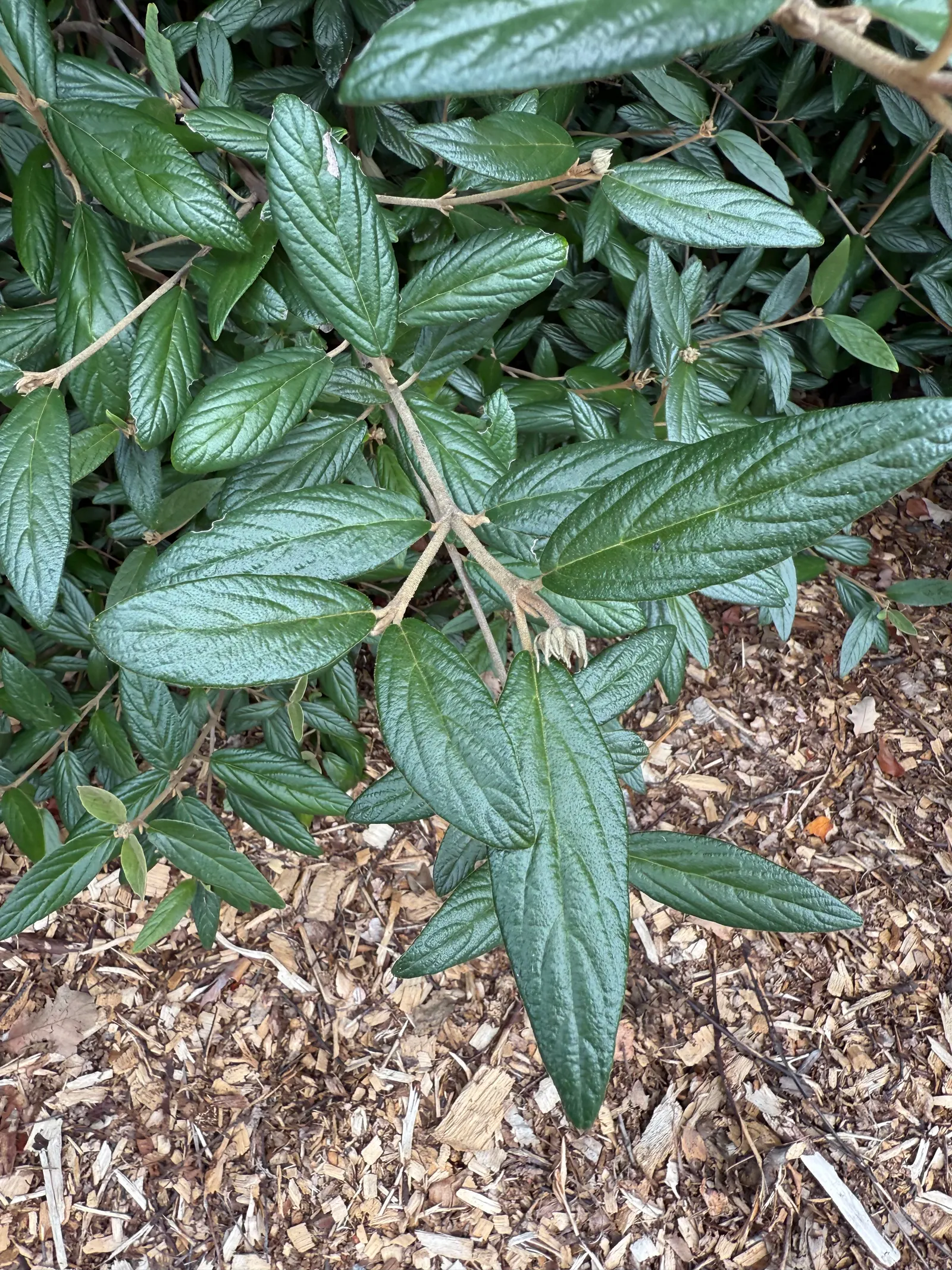 Leatherleaf Viburnum (Viburnum Rhytidophyllum) — The leaves can grow up to 4 inches long and maintain their integrity throughout the season