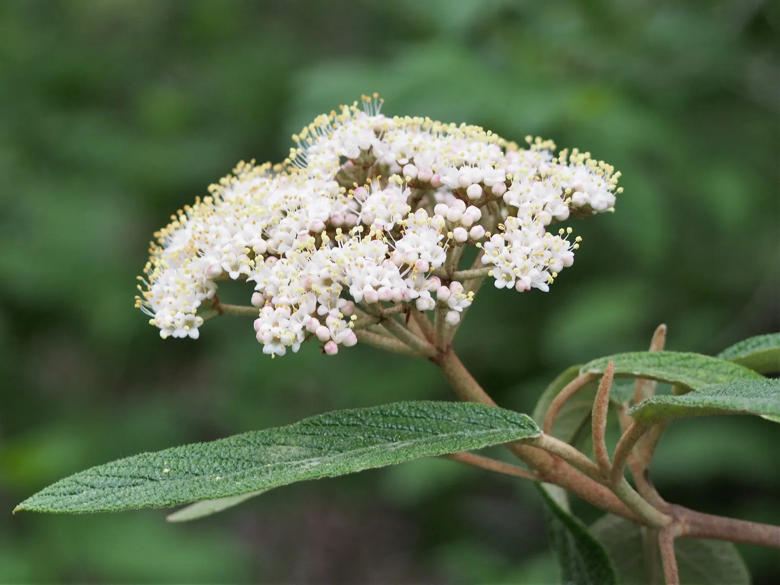Leatherleaf Viburnum (Viburnum Rhytidophyllum) — shrub for full or half or shade
