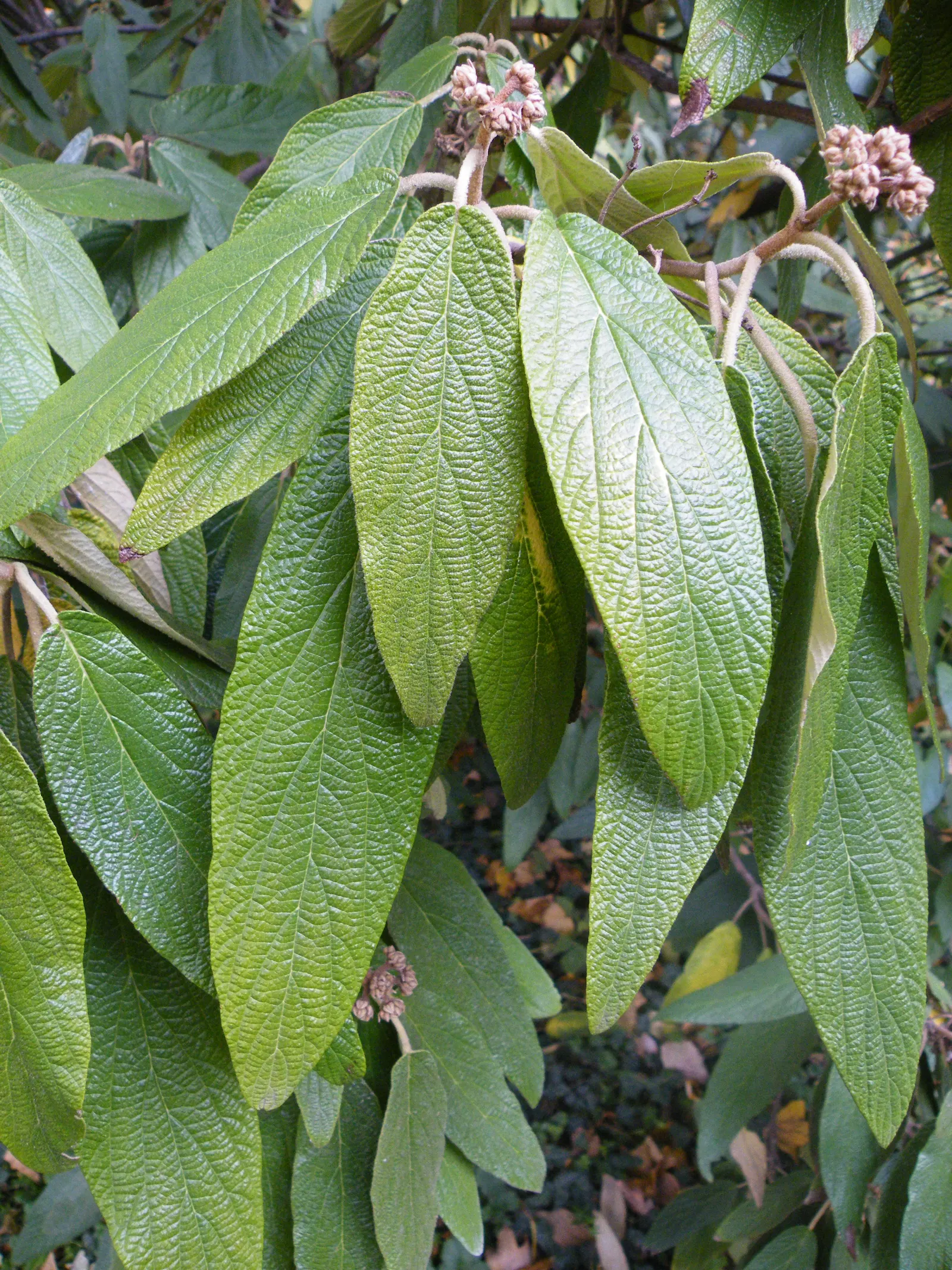 Leatherleaf Viburnum (Viburnum Rhytidophyllum) — or as part of a mixed border; leathery leaves and creamy white spring flowers