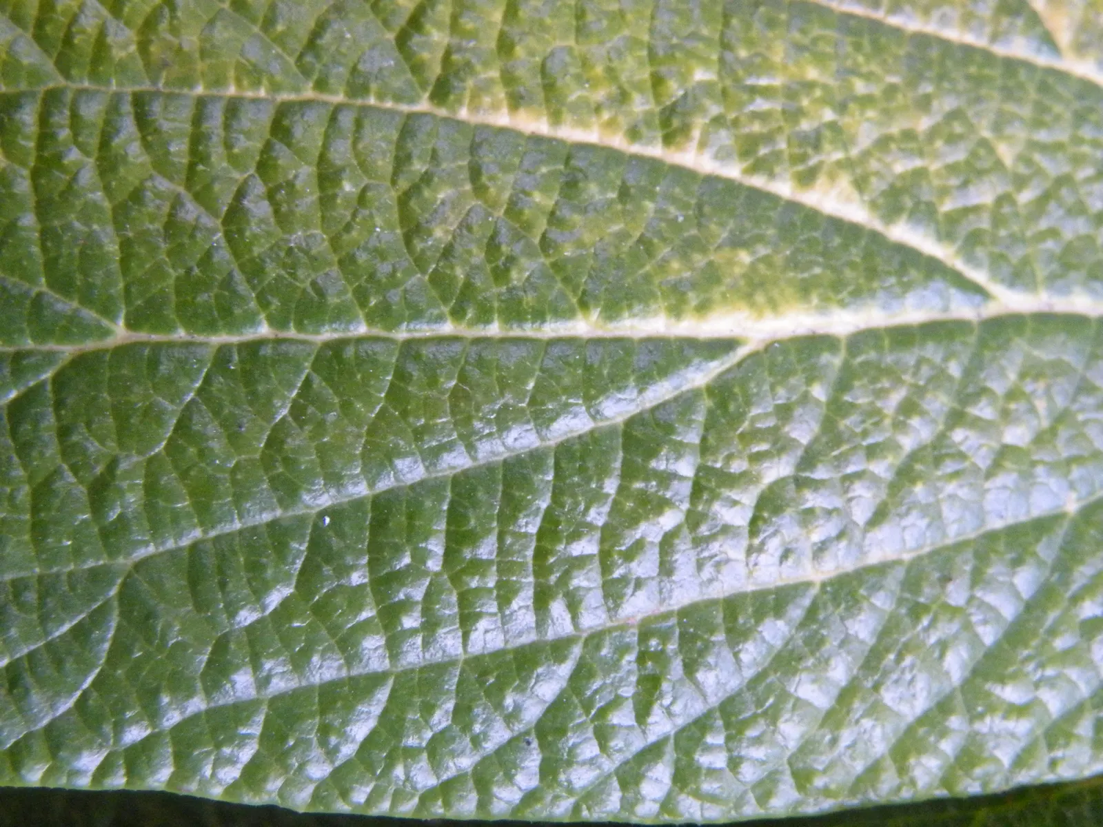 Leatherleaf Viburnum (Viburnum Rhytidophyllum) — the plant showcases red berries that mature to a black hue; which possess a leathery texture