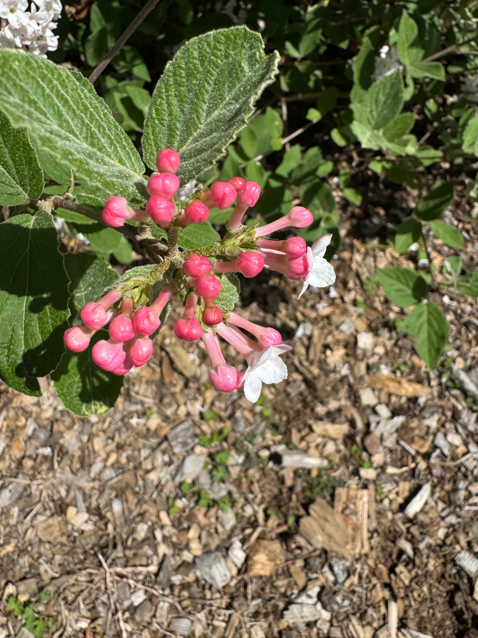 Leatherleaf Viburnum (Viburnum Rhytidophyllum) — the plant showcases red berries that mature to a black hue