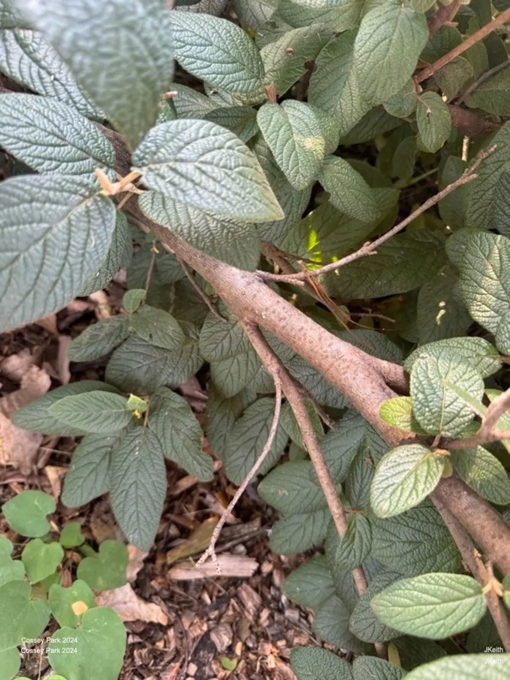 Leatherleaf Viburnum (Viburnum Rhytidophyllum) — or as part of a mixed border