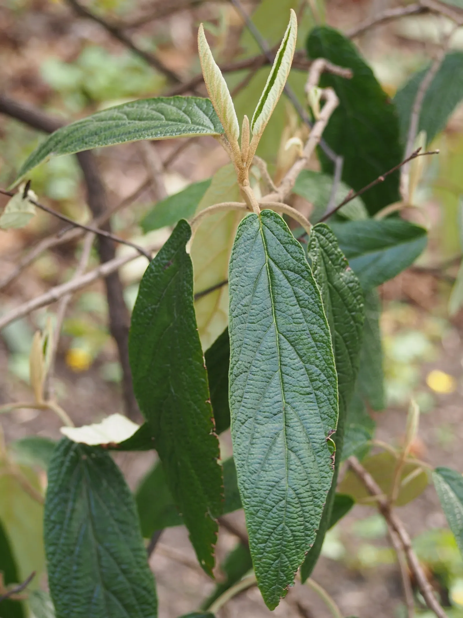 Leatherleaf Viburnum (Viburnum Rhytidophyllum) — the Leatherleaf Viburnum provides a year-round backdrop of lush foliage; offering a blend of visual interest
