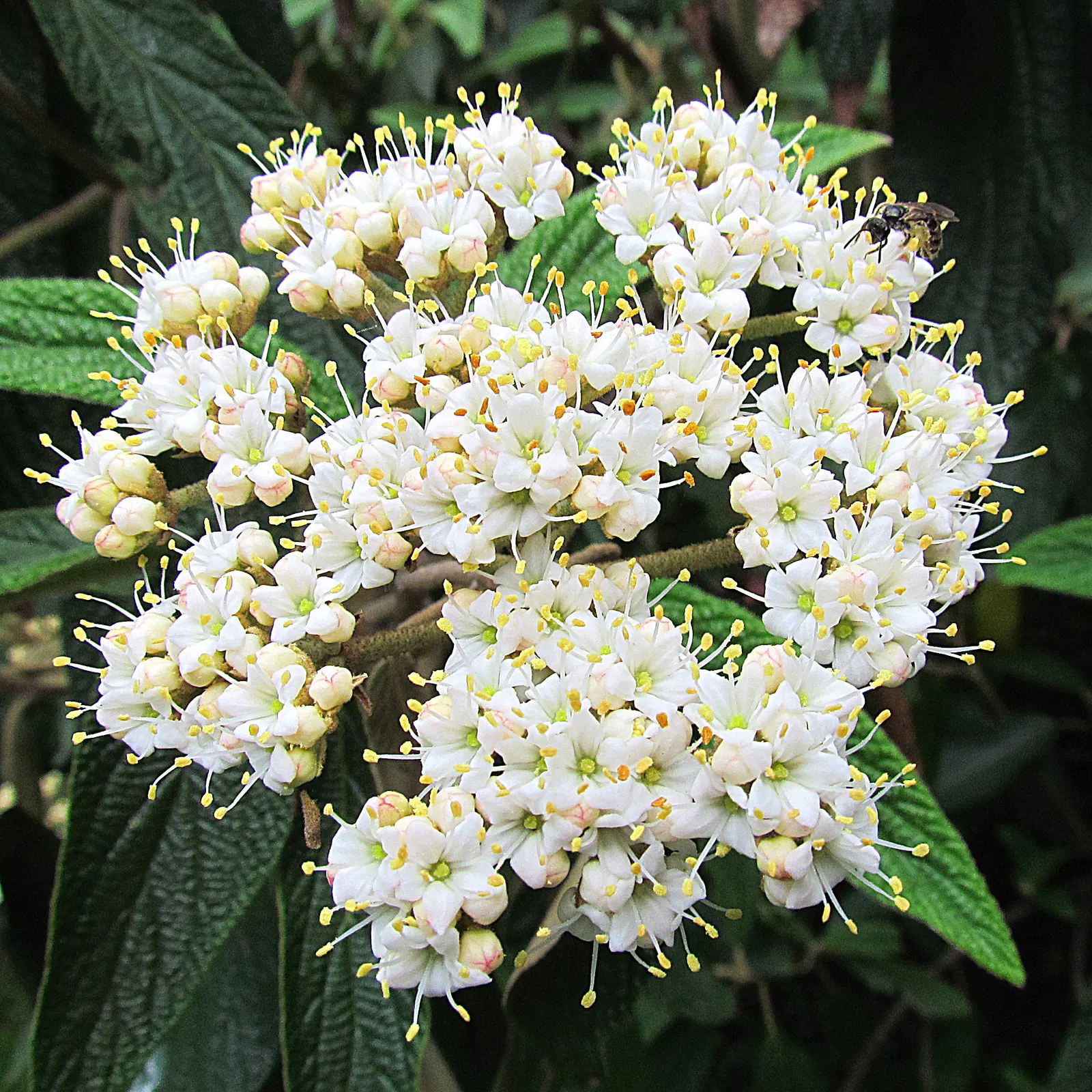 Leatherleaf Viburnum (Viburnum Rhytidophyllum) — Preferring full sun to partial shade; shrub for full or half or shade